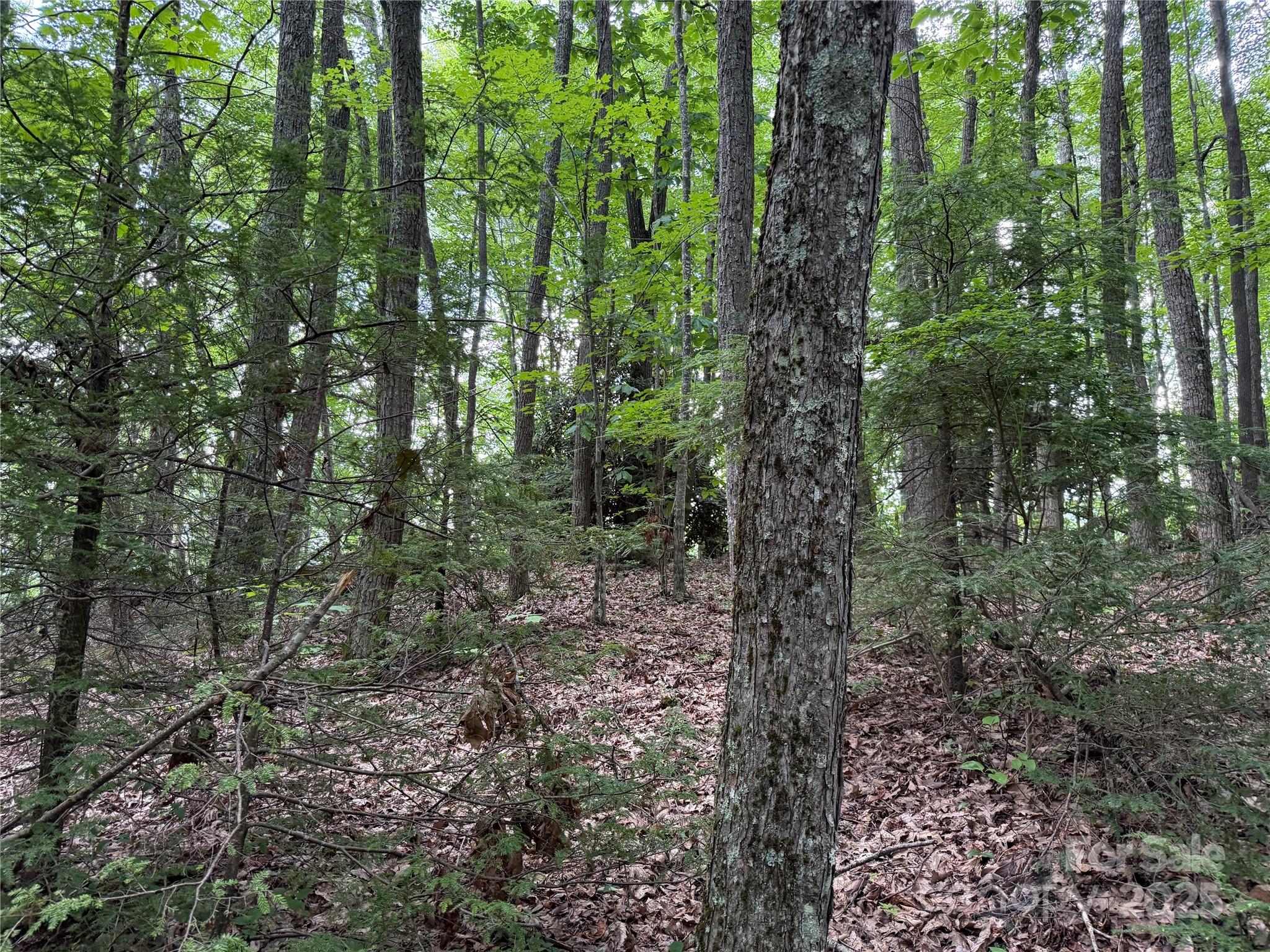 Tbd Red Clover Road Elk Park, NC 28622 - Photo 19 of 37 a view of a forest that has large trees
