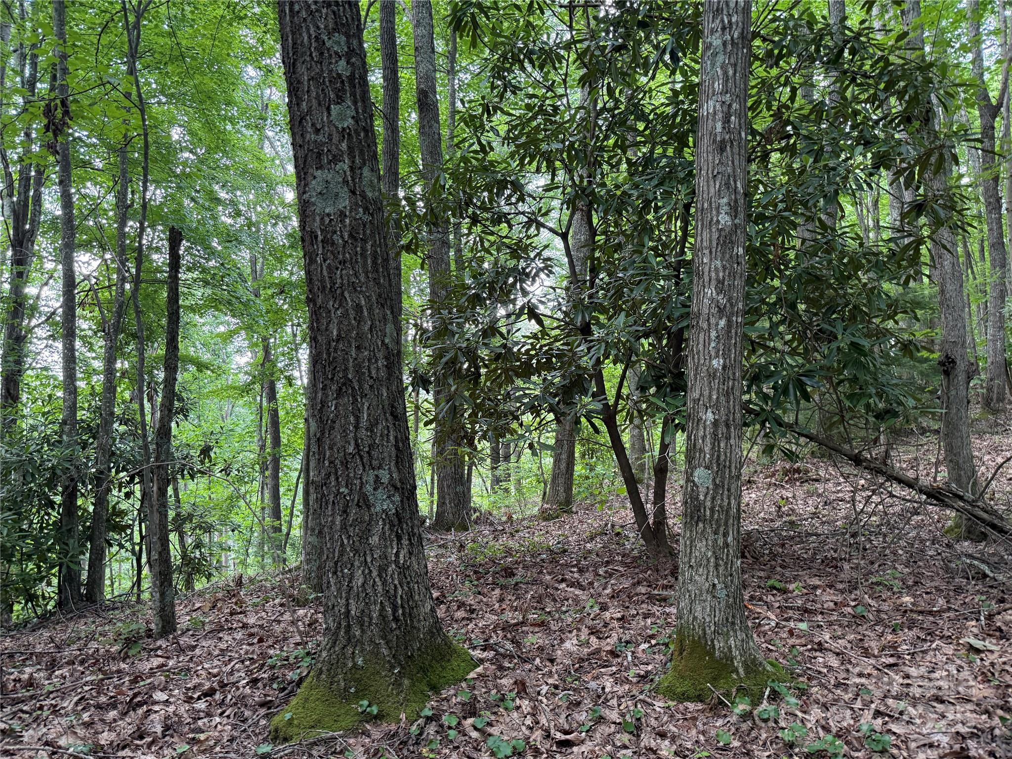 Tbd Red Clover Road Elk Park, NC 28622 - Photo 20 of 37 a view of a forest
