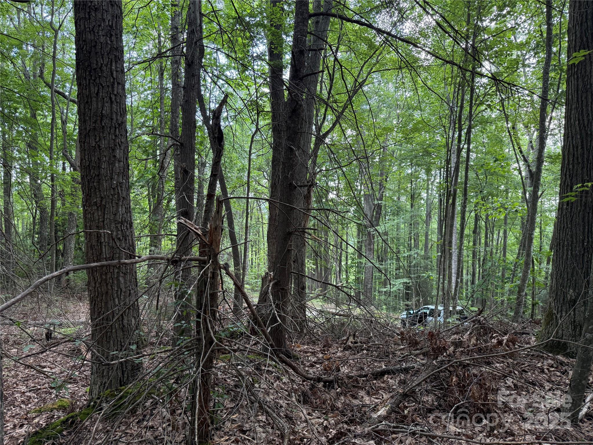 Tbd Red Clover Road Elk Park, NC 28622 - Photo 21 of 37 a view of forest