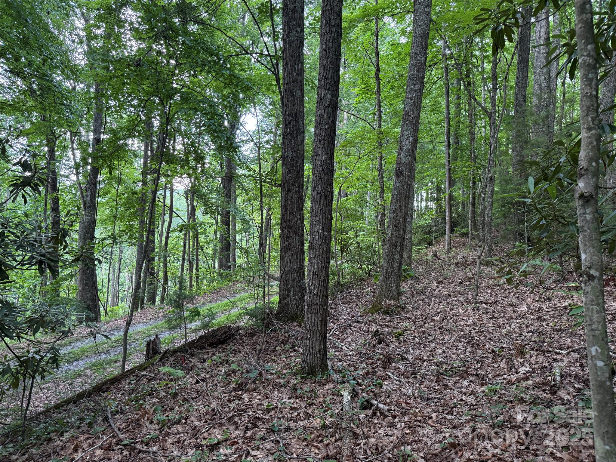 Tbd Red Clover Road Elk Park, NC 28622 - Photo 22 of 37 a view of outdoor space and green space