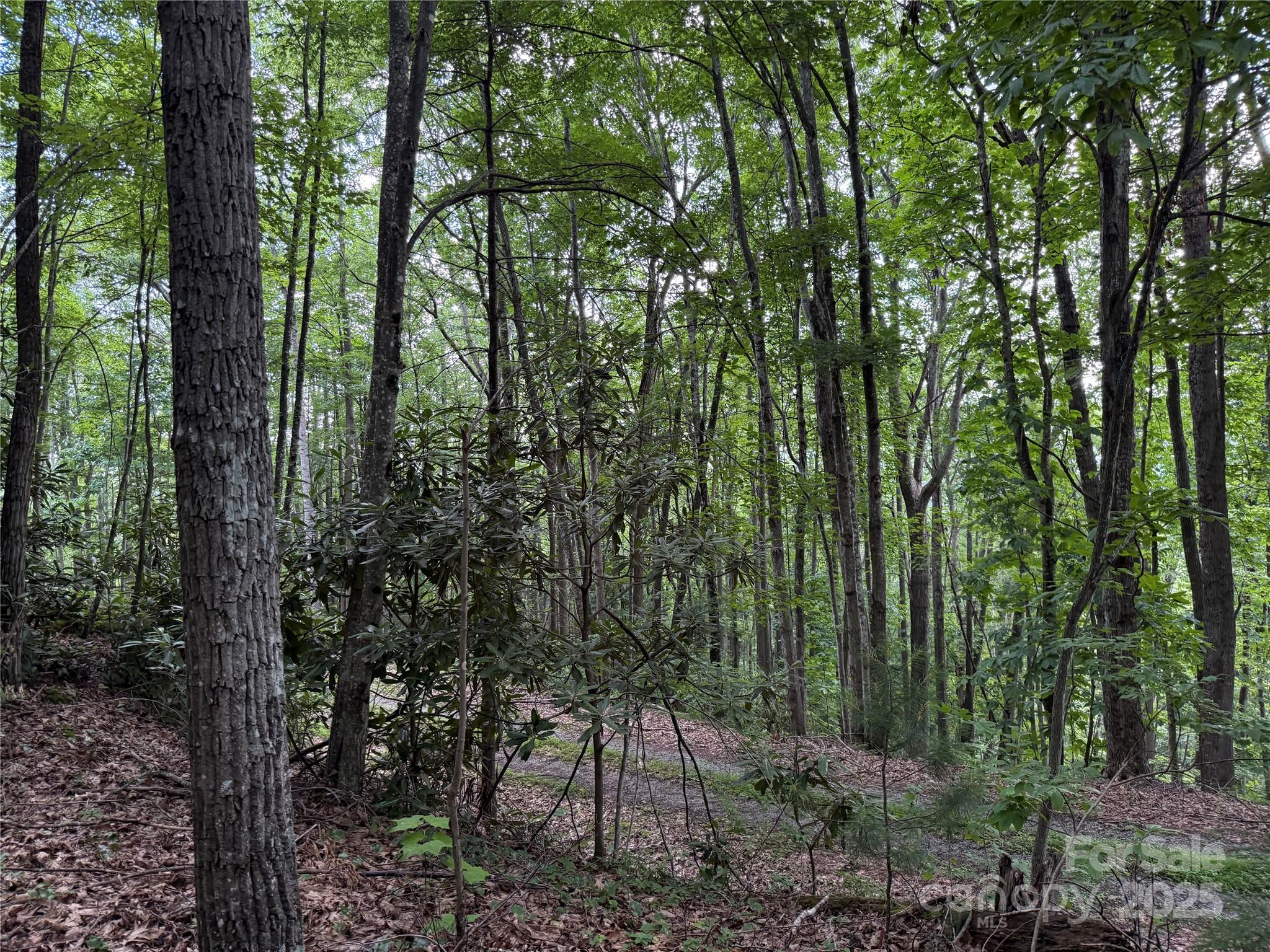 Tbd Red Clover Road Elk Park, NC 28622 - Photo 24 of 37 a view of outdoor space and green space