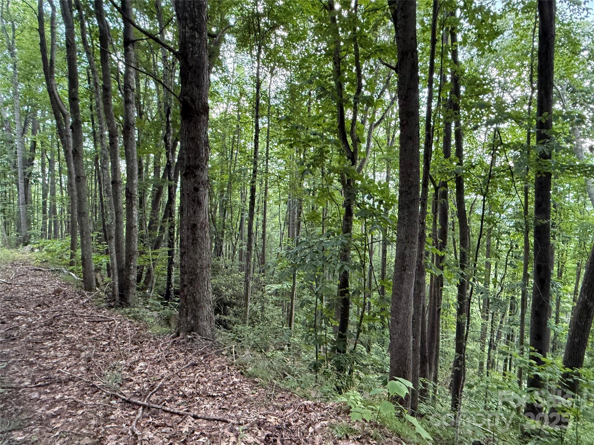 Tbd Red Clover Road Elk Park, NC 28622 - Photo 27 of 37 a view of forest