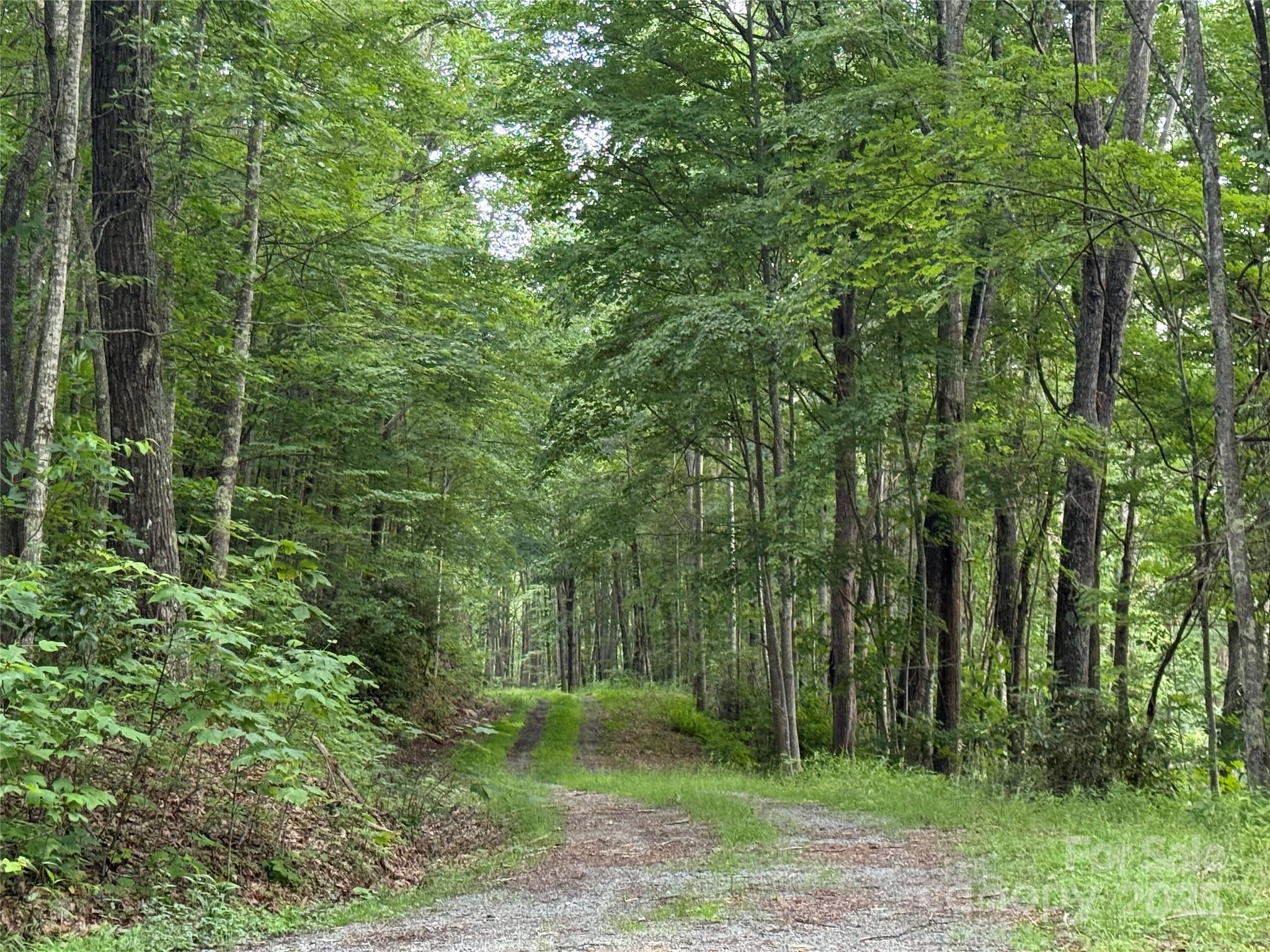 Tbd Red Clover Road Elk Park, NC 28622 - Photo 32 of 37 a view of a forest with trees