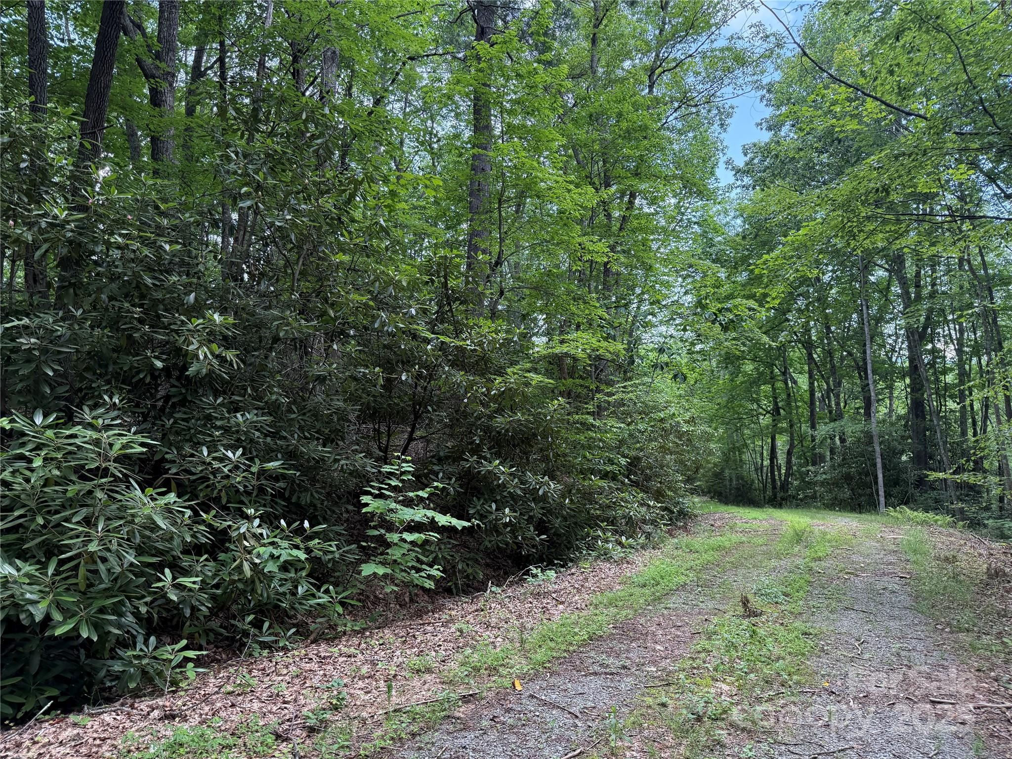 Tbd Red Clover Road Elk Park, NC 28622 - Photo 4 of 37 a view of a forest with trees in the background