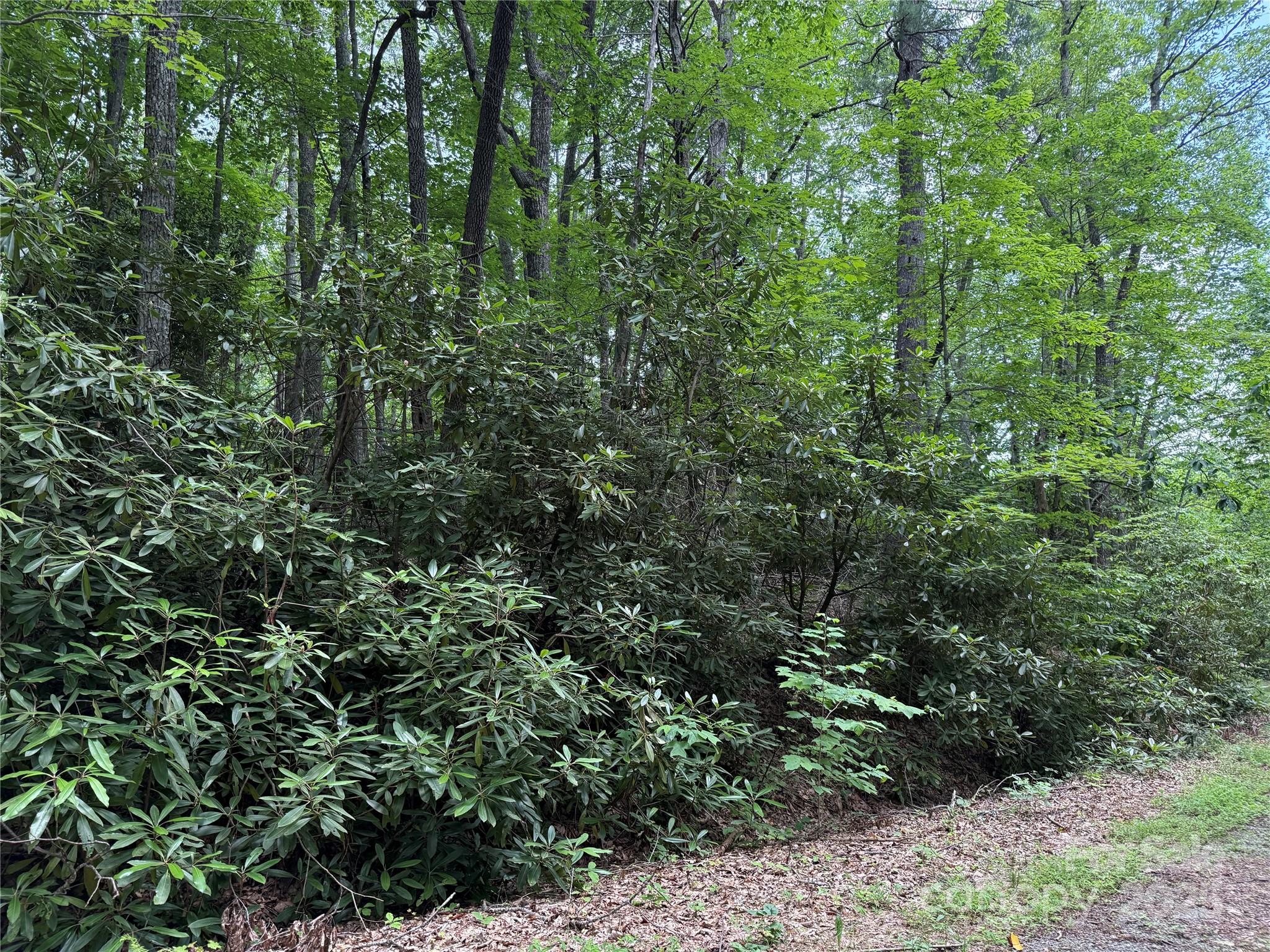 Tbd Red Clover Road Elk Park, NC 28622 - Photo 5 of 37 a view of a lush green forest