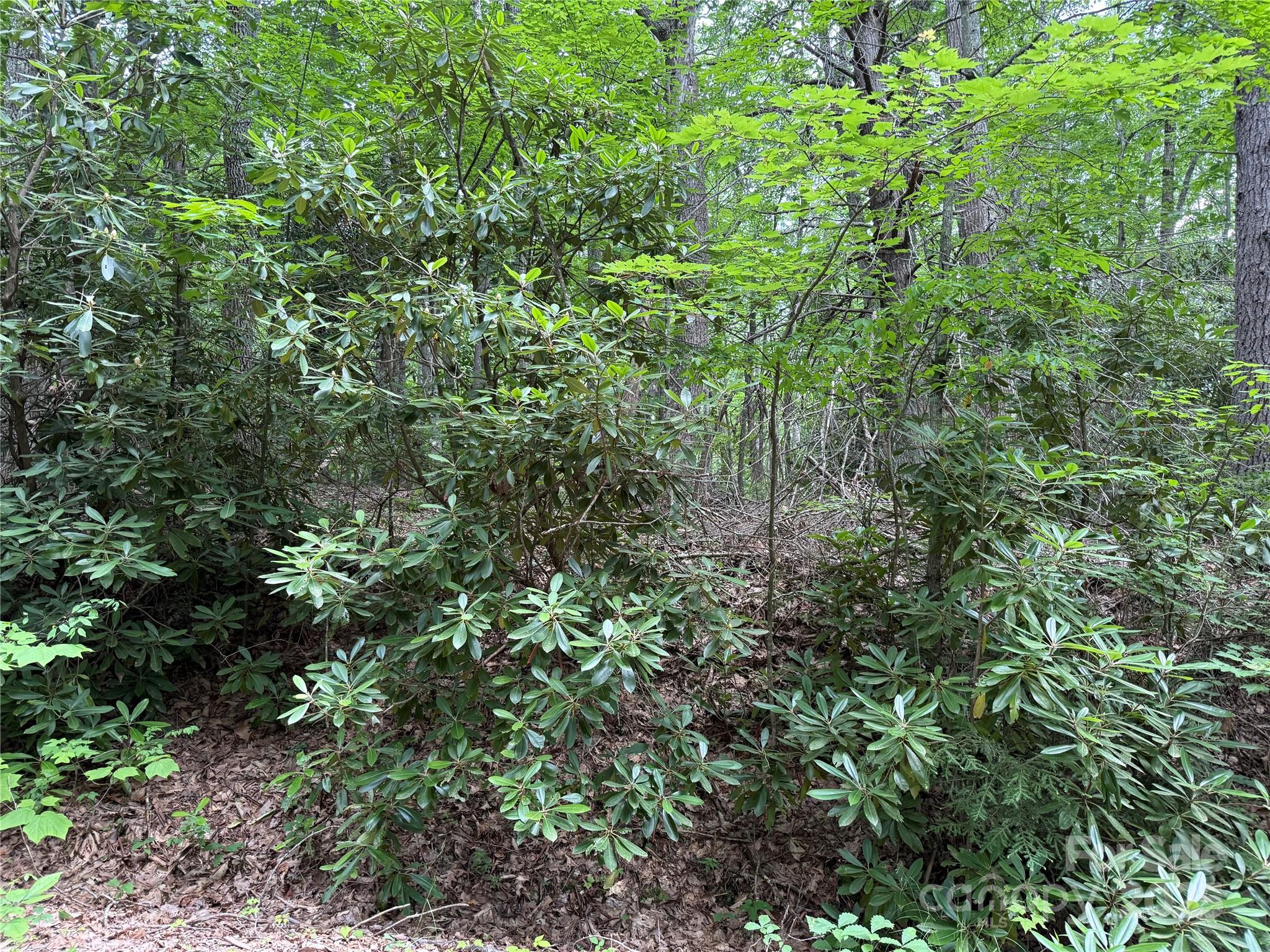 Tbd Red Clover Road Elk Park, NC 28622 - Photo 6 of 37 a view of a lush green forest