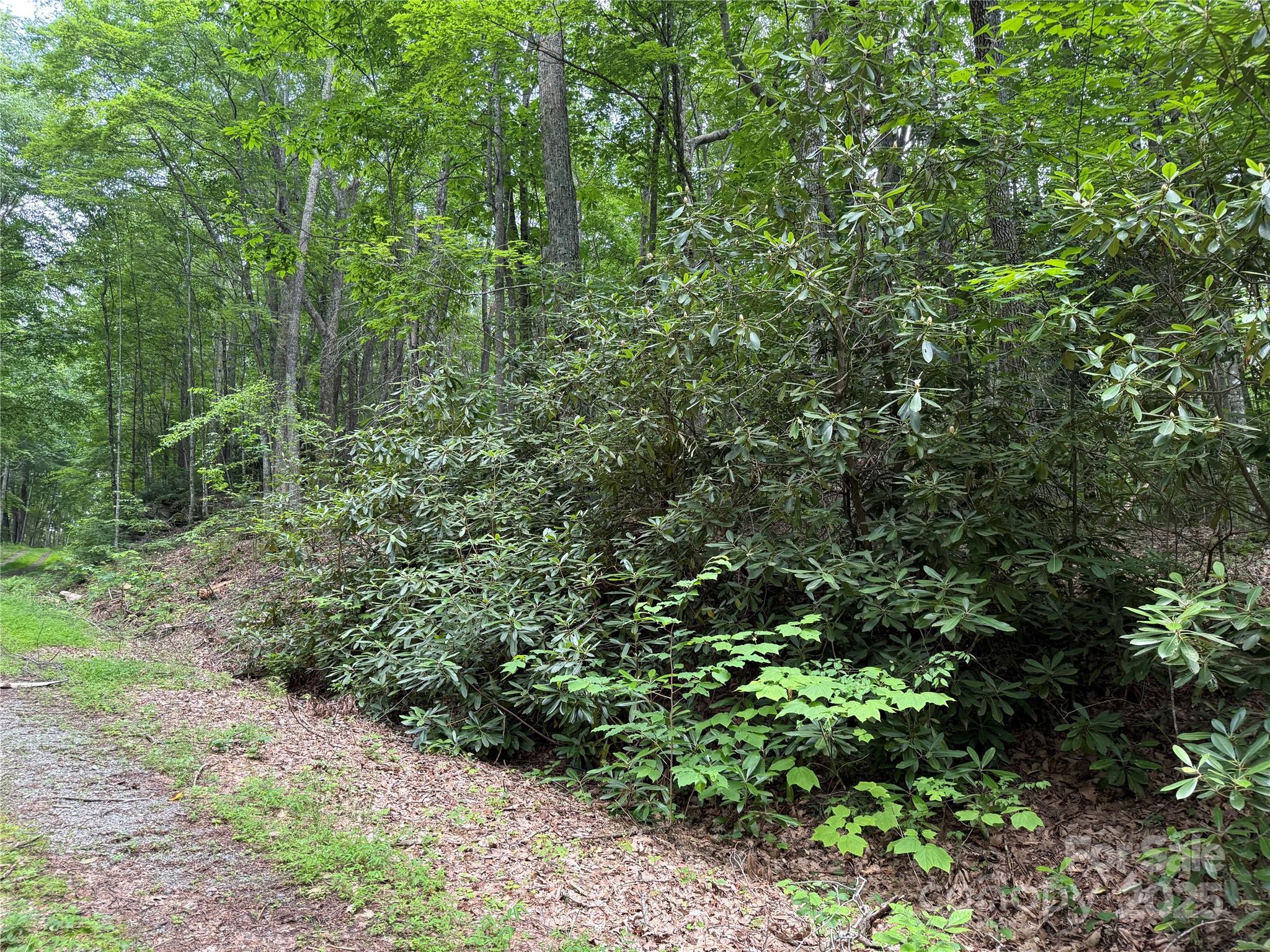 Tbd Red Clover Road Elk Park, NC 28622 - Photo 7 of 37 a view of a lush green forest