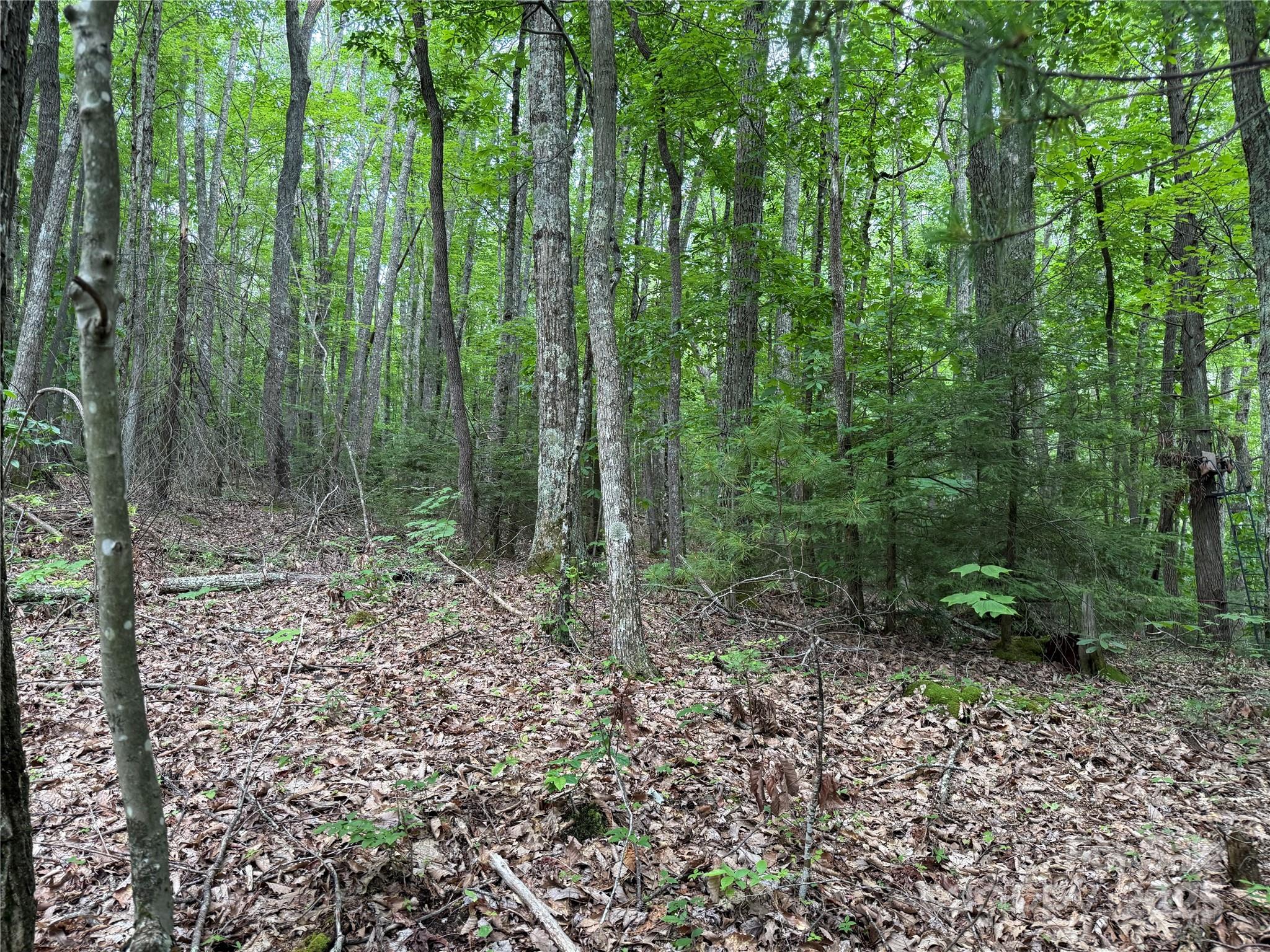 Tbd Red Clover Road Elk Park, NC 28622 - Photo 8 of 37 a view of a forest with trees in the background