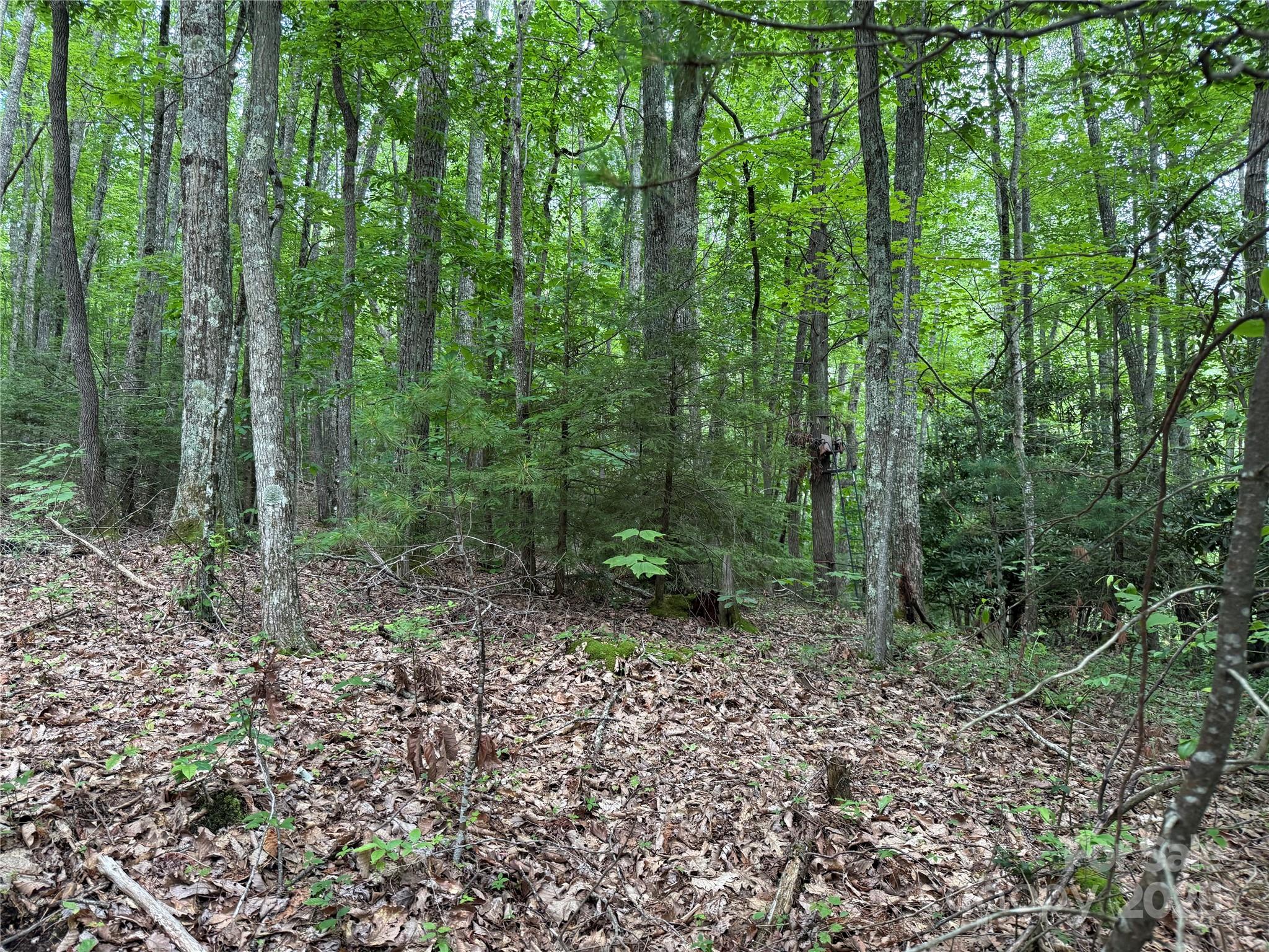 Tbd Red Clover Road Elk Park, NC 28622 - Photo 9 of 37 a view of a forest that has large trees