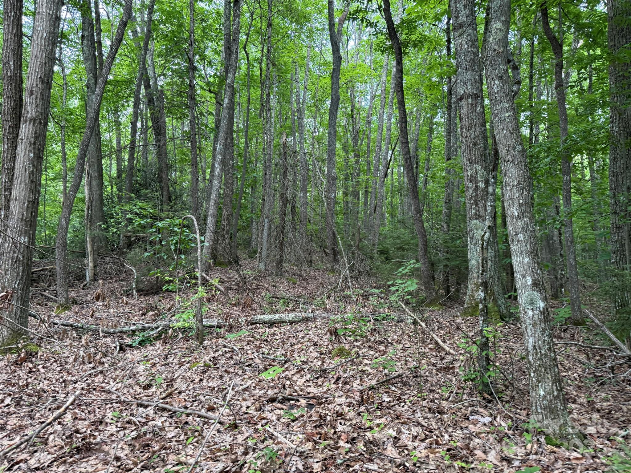 Tbd Red Clover Road Elk Park, NC 28622 - Photo 10 of 37 a view of a forest with trees