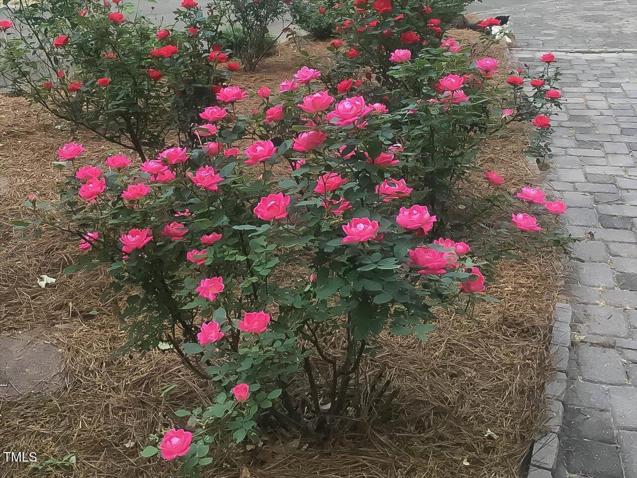 7713 Wakebrook Drive Raleigh, NC 27616 - Photo 13 of 90 13-Roses