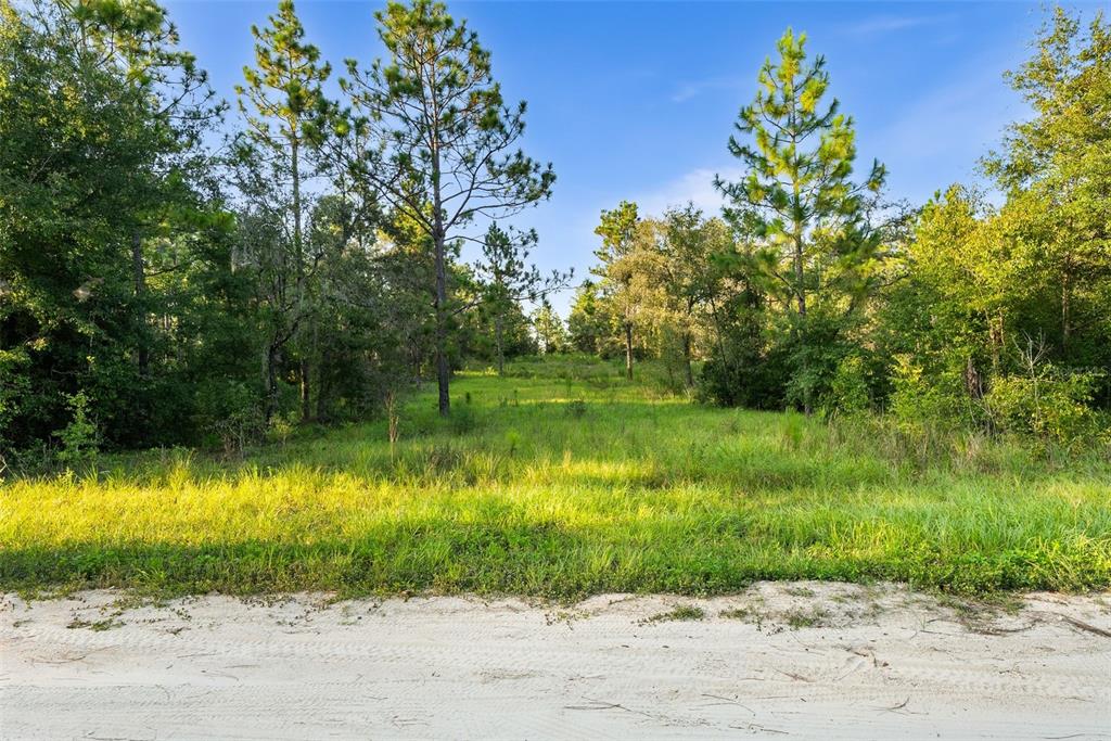 0 Northeast Ne Street Williston, FL 32696 - Photo 7 of 12