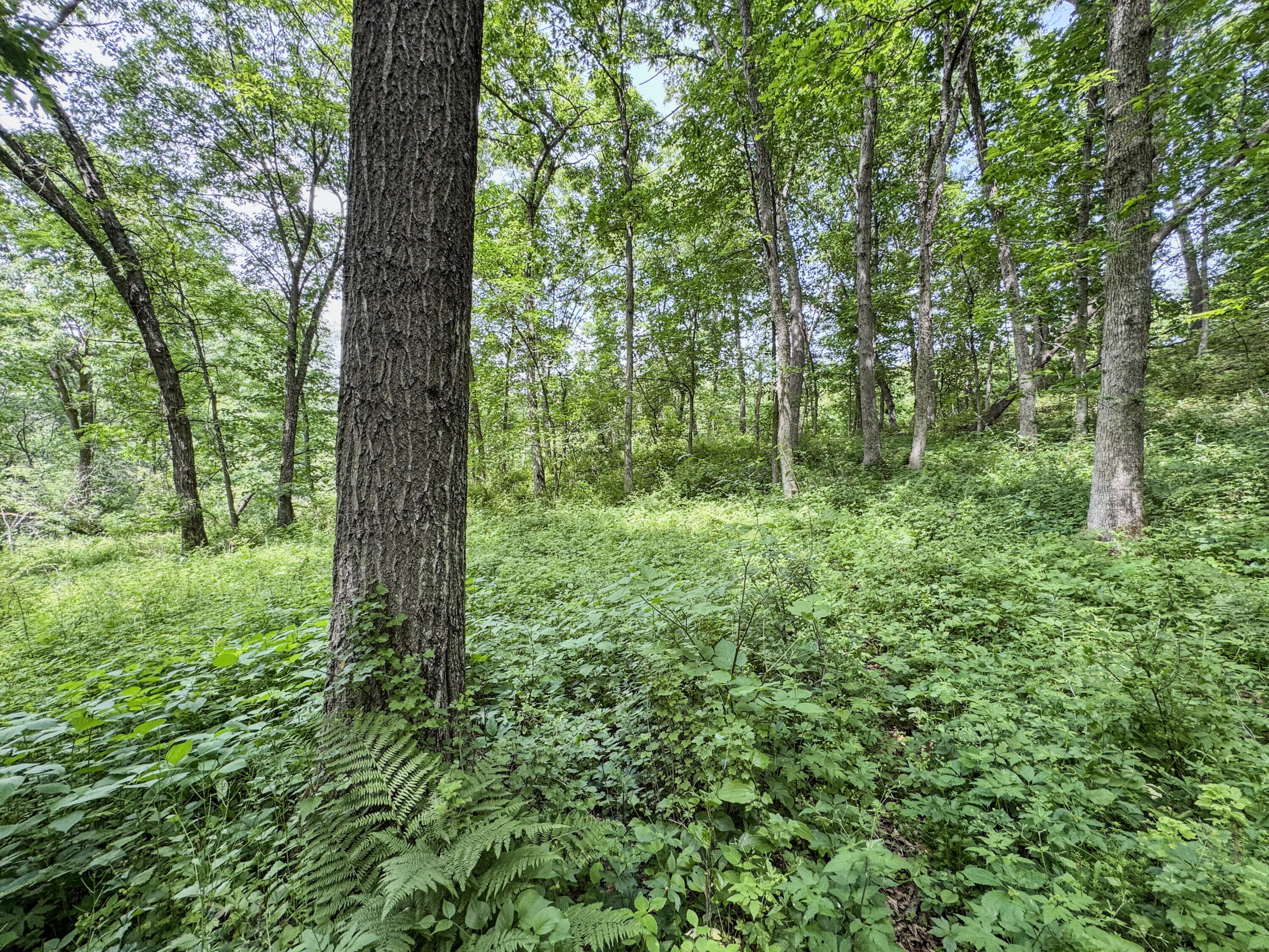 0 Dopp Road Galesville, WI 54630 - Photo 24 of 65 54-IMG_3366