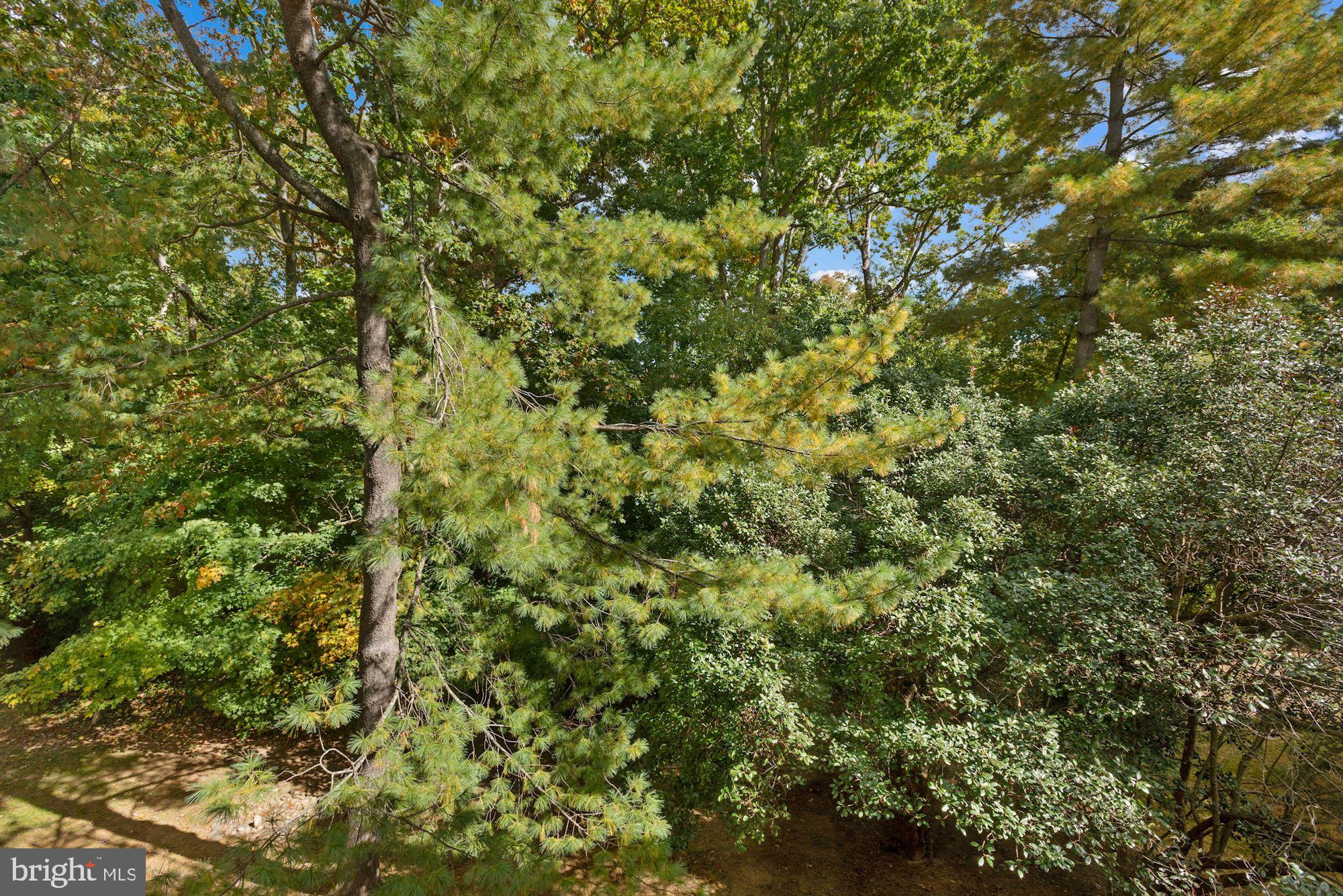 1639 Parkcrest Circle, Unit 300 Reston, VA 20190 - Photo 13 of 23 Trees views on three sides