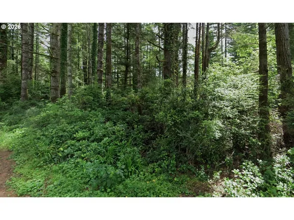a black and white photo of a forest