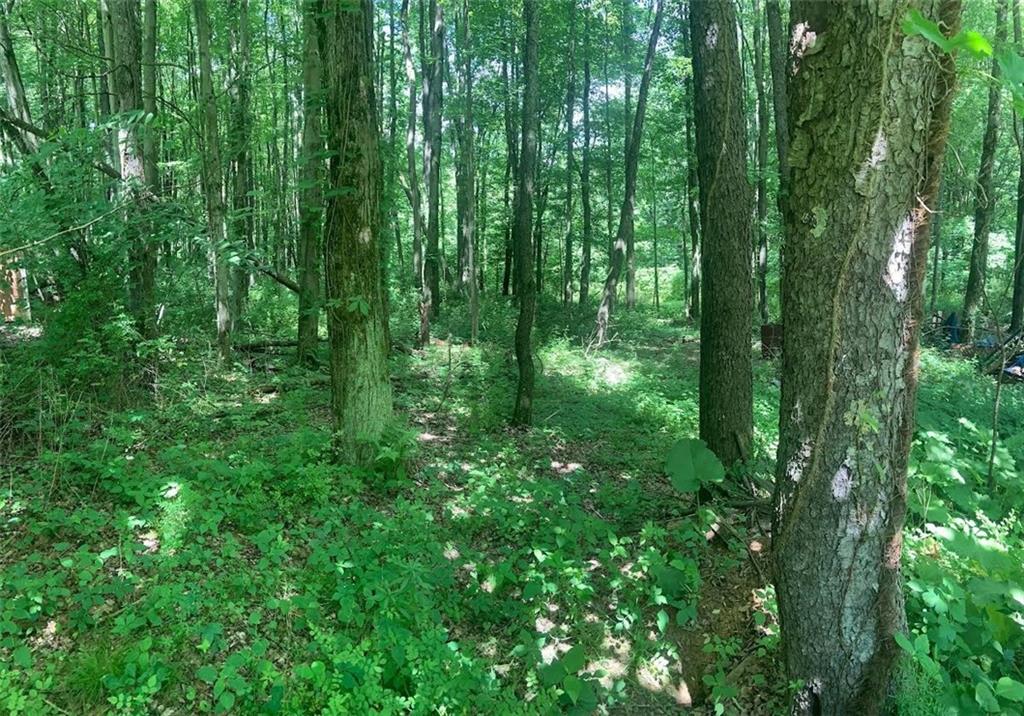 222 Chipmunk Road Evans City, PA 16033 - Photo 31 of 33 a view of a lush green forest