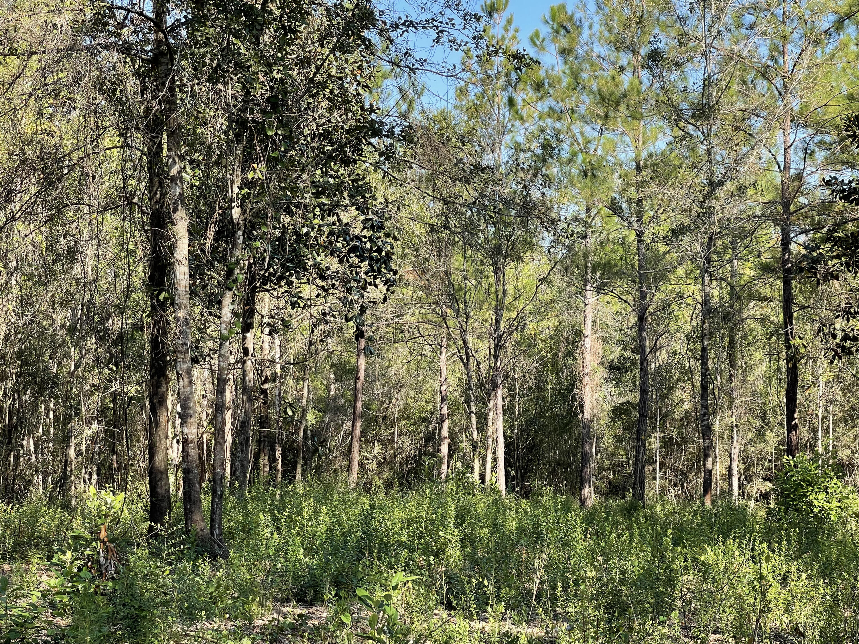 Lot 1 Quail Ridge Road DeFuniak Springs, FL 32435 - Photo 8 of 8 IMG_6140