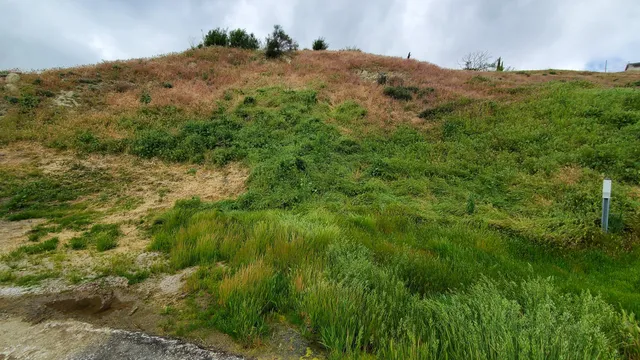 a view of a field with a tree in the background