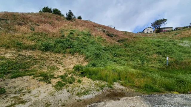 a view of a dry yard