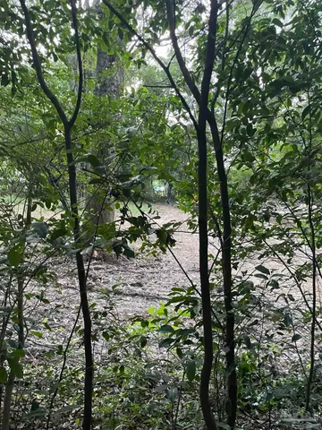a view of a tree in a yard