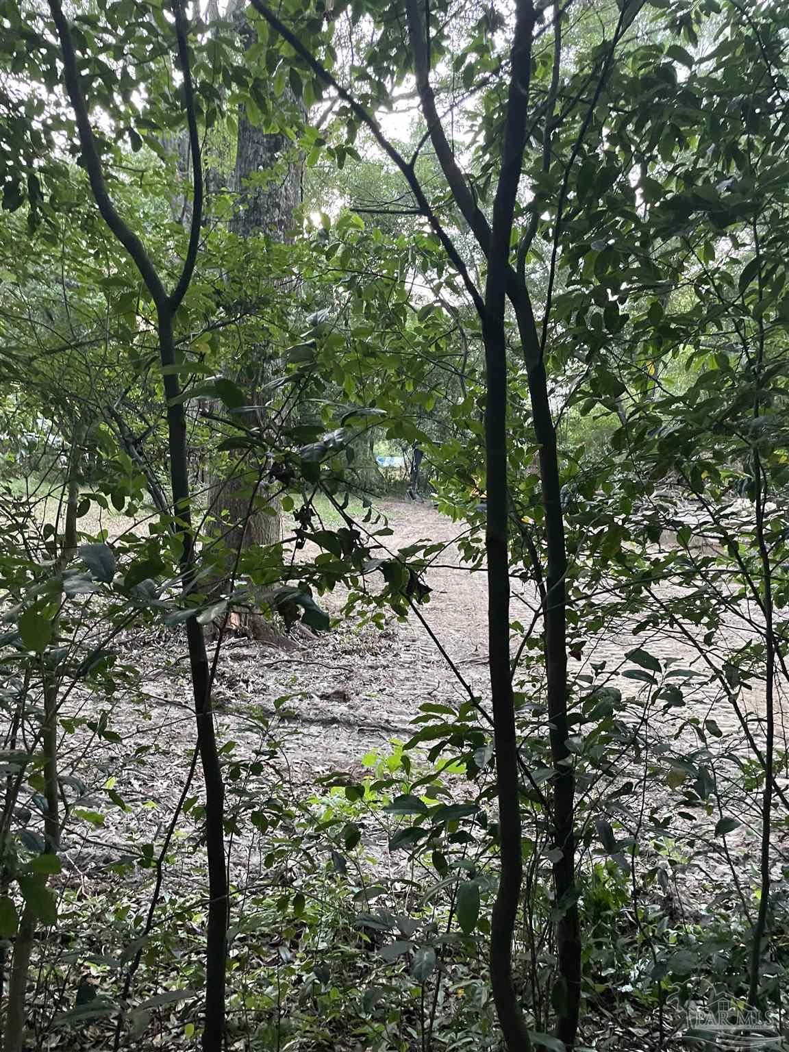 0 North Kenmore Road Pensacola, FL 32503 - Photo 6 of 9 a view of a tree in a yard