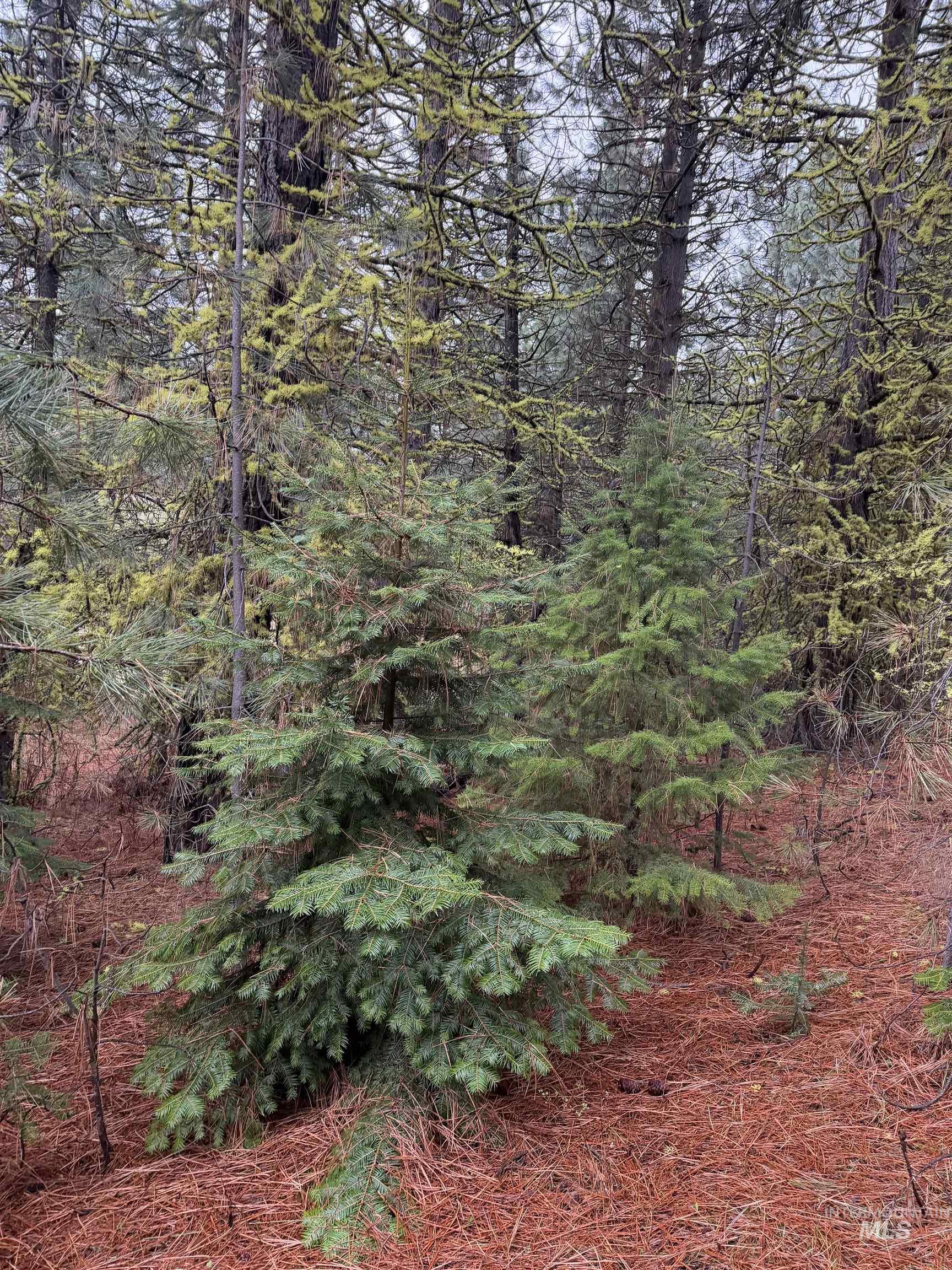 Tbd Lot 27 Tbd Loop Cascade, ID 83611 - Photo 22 of 32