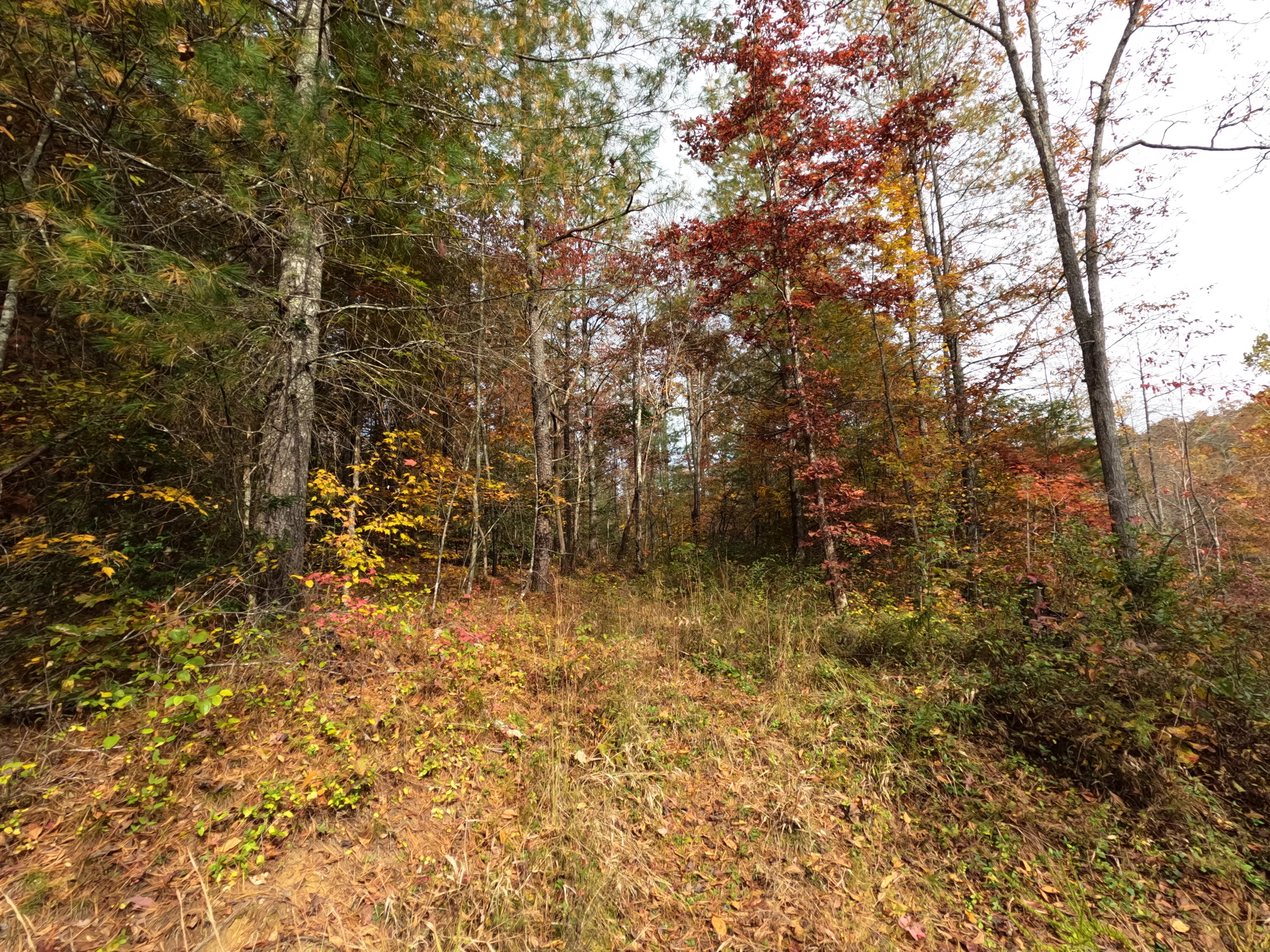 1 Ellen Drake Road Campton, KY 41301 - Photo 15 of 24 GOPR0194