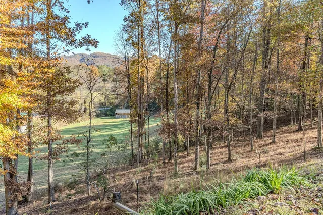 a view of a park with large trees