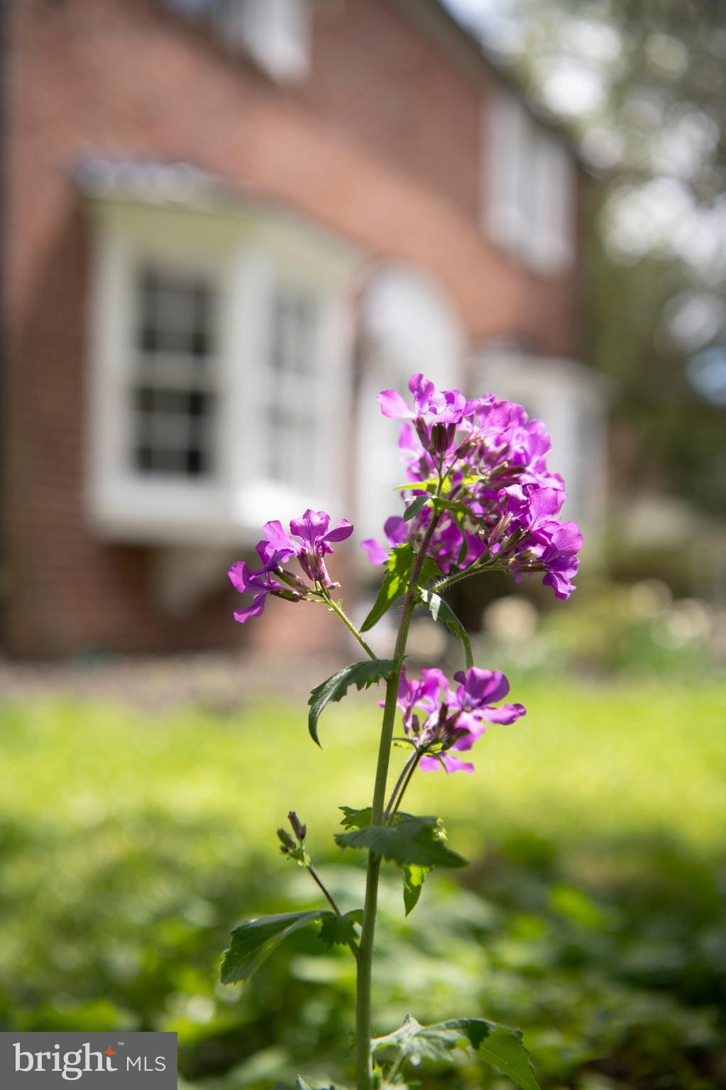 5507 Springlake Way Baltimore, MD 21212 - Photo 42 of 46 More foliage around the property