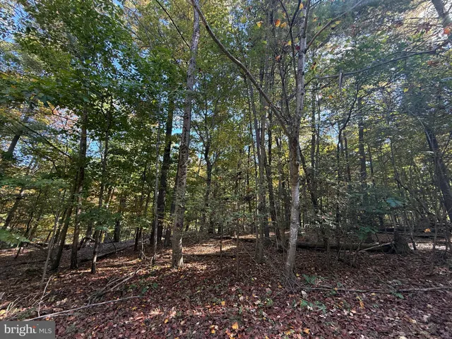 a view of a forest with trees in the background