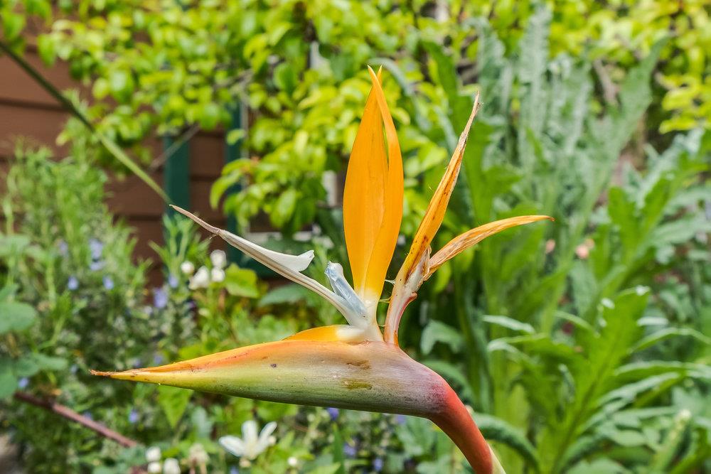 1067 Rio Vista Drive Pacifica, CA 94044 - Photo 40 of 43 a view of plant from a tree