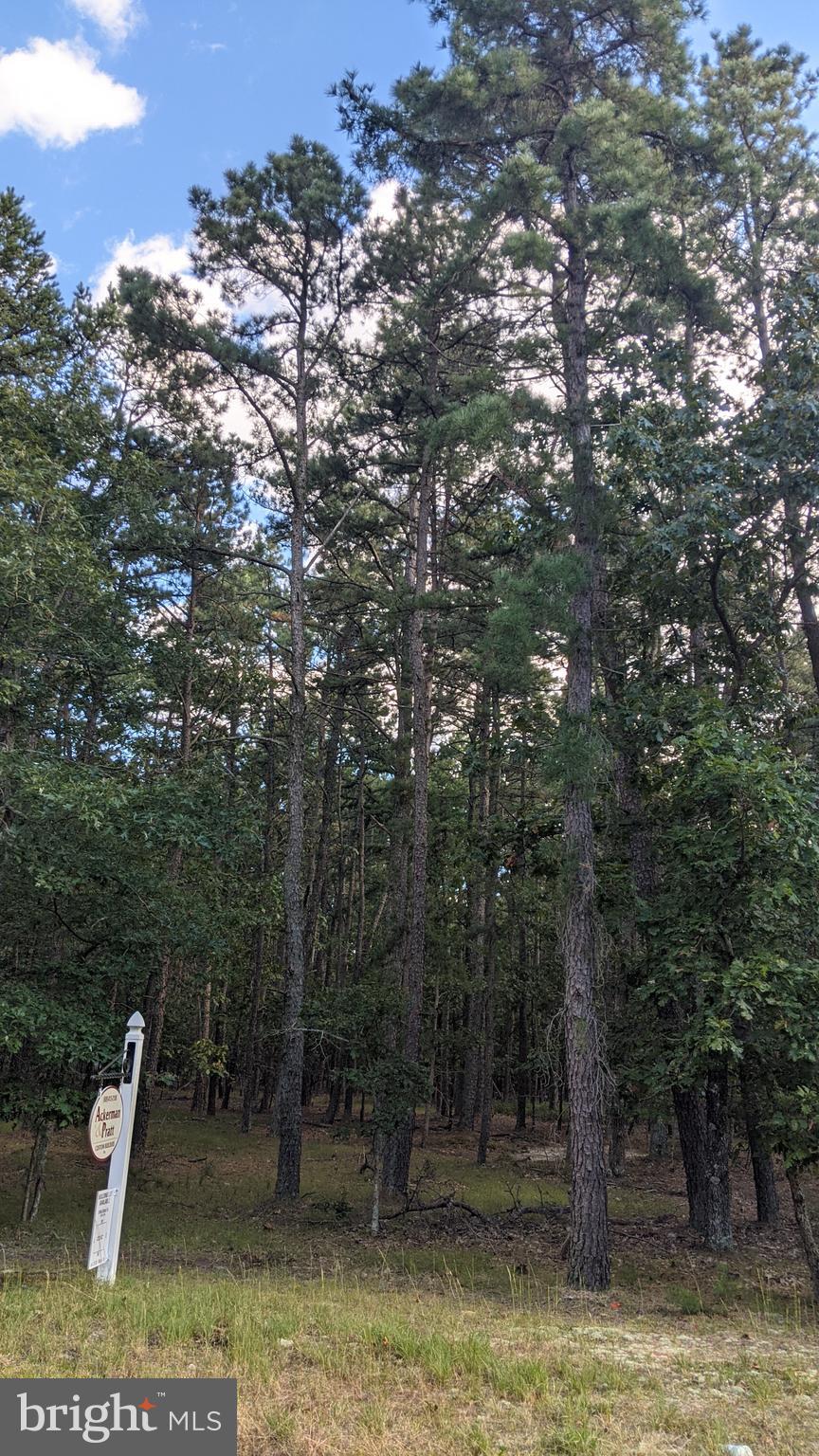 9 Red Onion Road Vincentown, NJ 08088 - Photo 3 of 5 Wooded lot