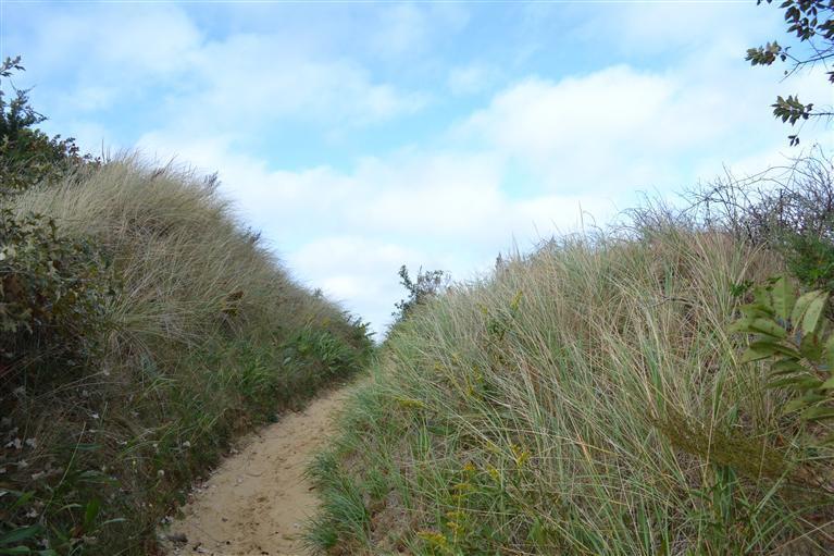 460 Summit Avenue Eastham, MA 02642 - Photo 17 of 25 a view of a field of grass and trees
