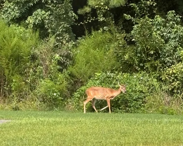 $429,000 | 2475 Copper Crk Loop, Longs, SC 29568