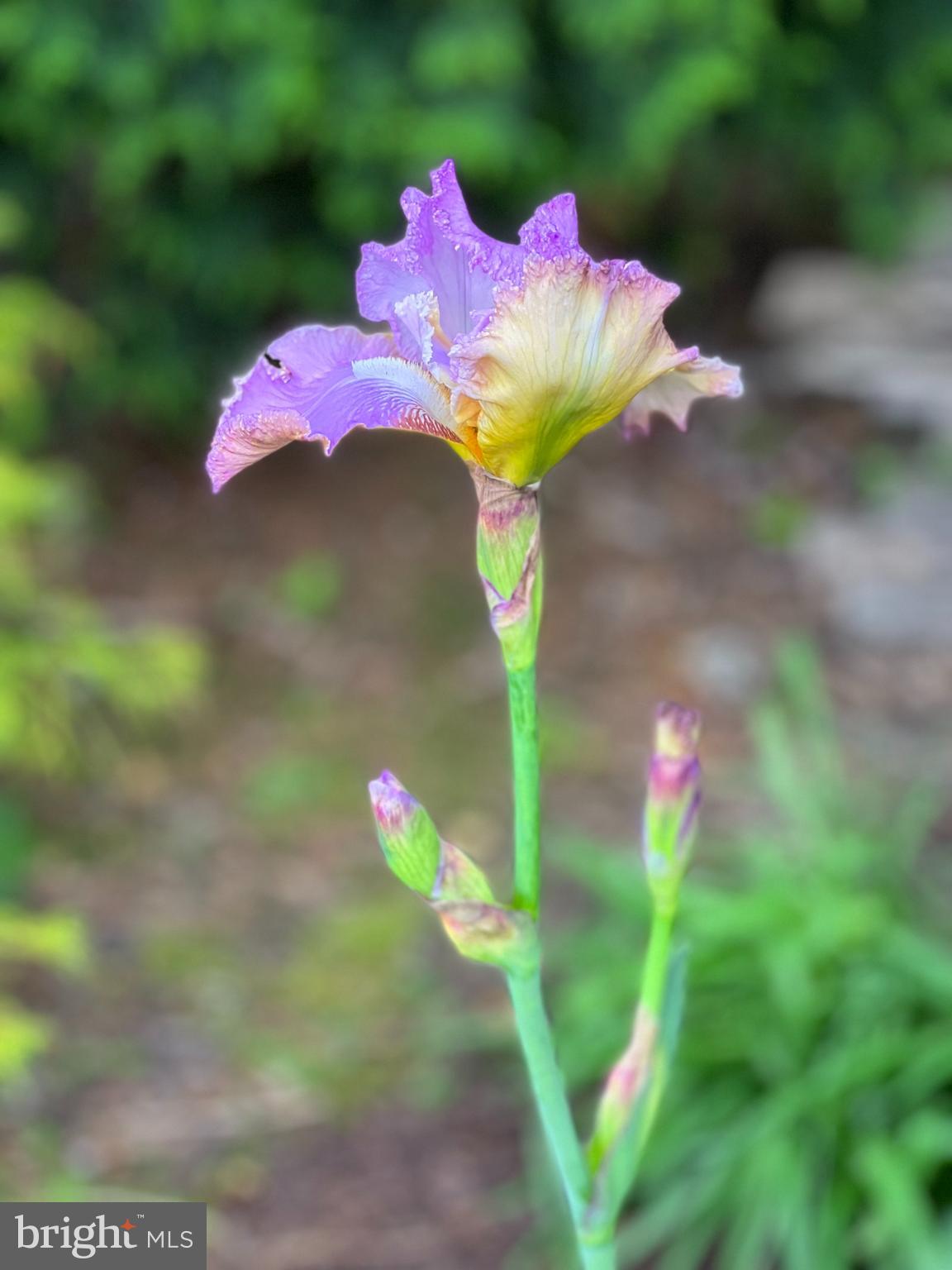 7 Longview Drive Ocean View, DE 19970 - Photo 119 of 125 Perennials planted around the property.