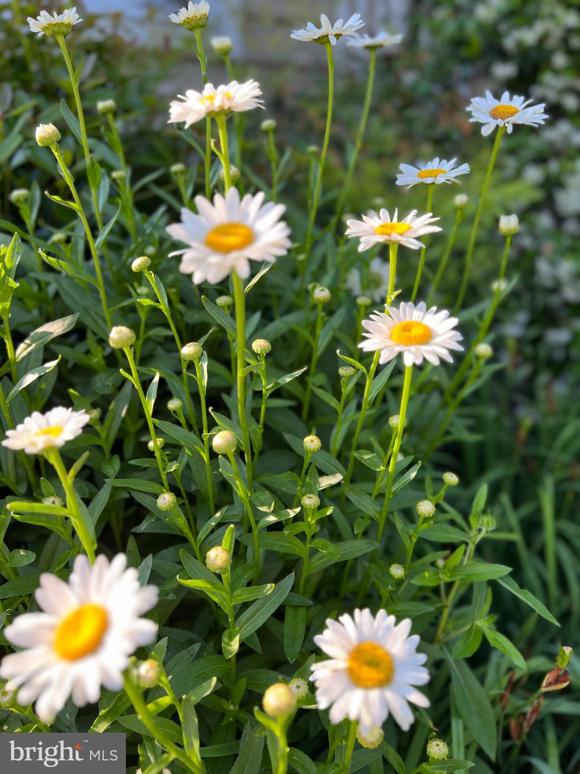 7 Longview Drive Ocean View, DE 19970 - Photo 121 of 125
