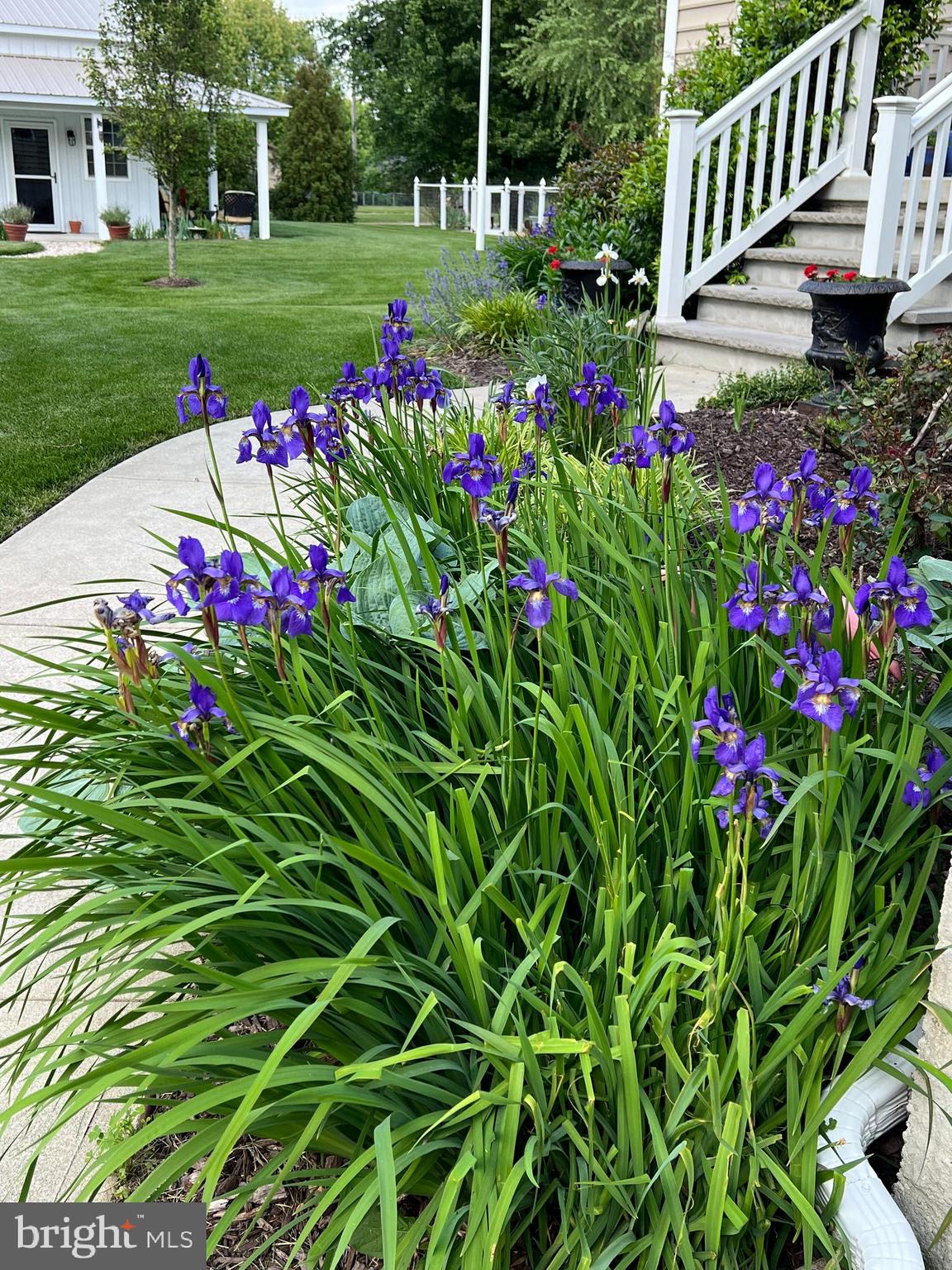7 Longview Drive Ocean View, DE 19970 - Photo 8 of 125 Perennials in the spring
