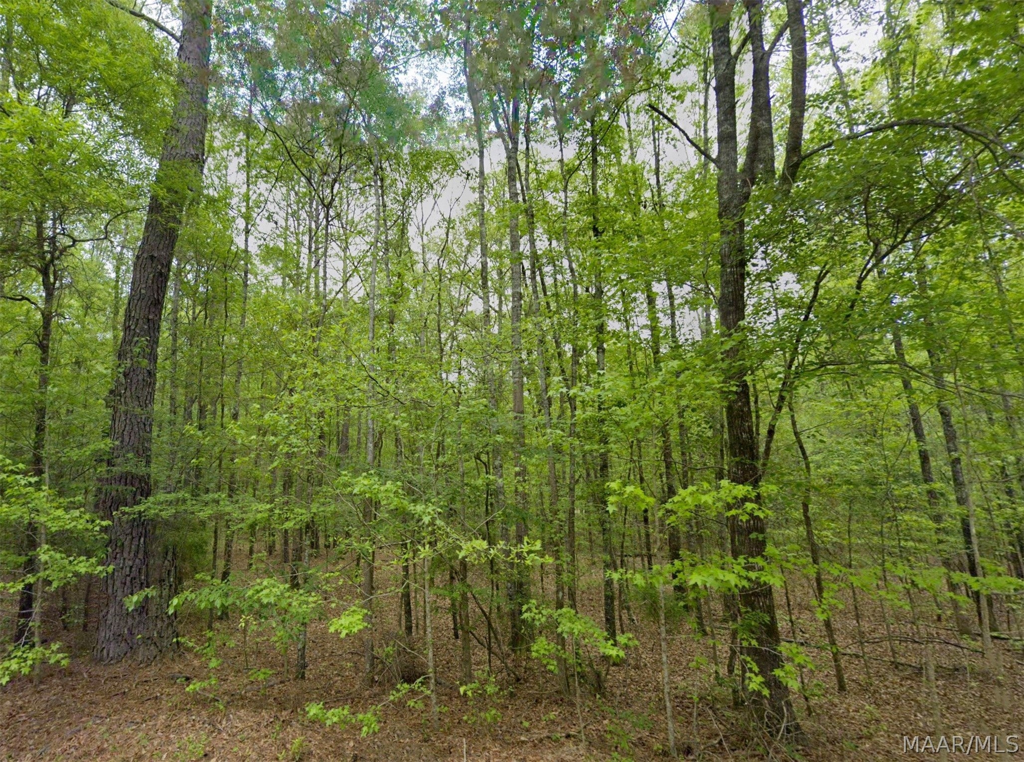 0 Pine Grove Road Tuskegee, AL 36083 - Photo 9 of 12 Gallery Image 9