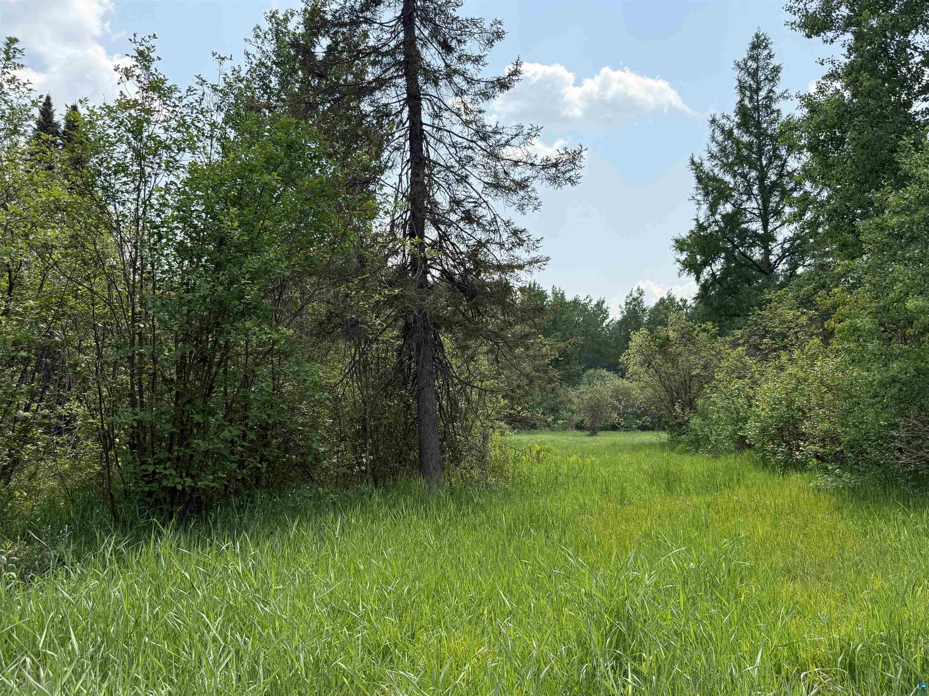 Tbd Samuelson Road Angora, MN 55703 - Photo 43 of 43 View of tree filled area