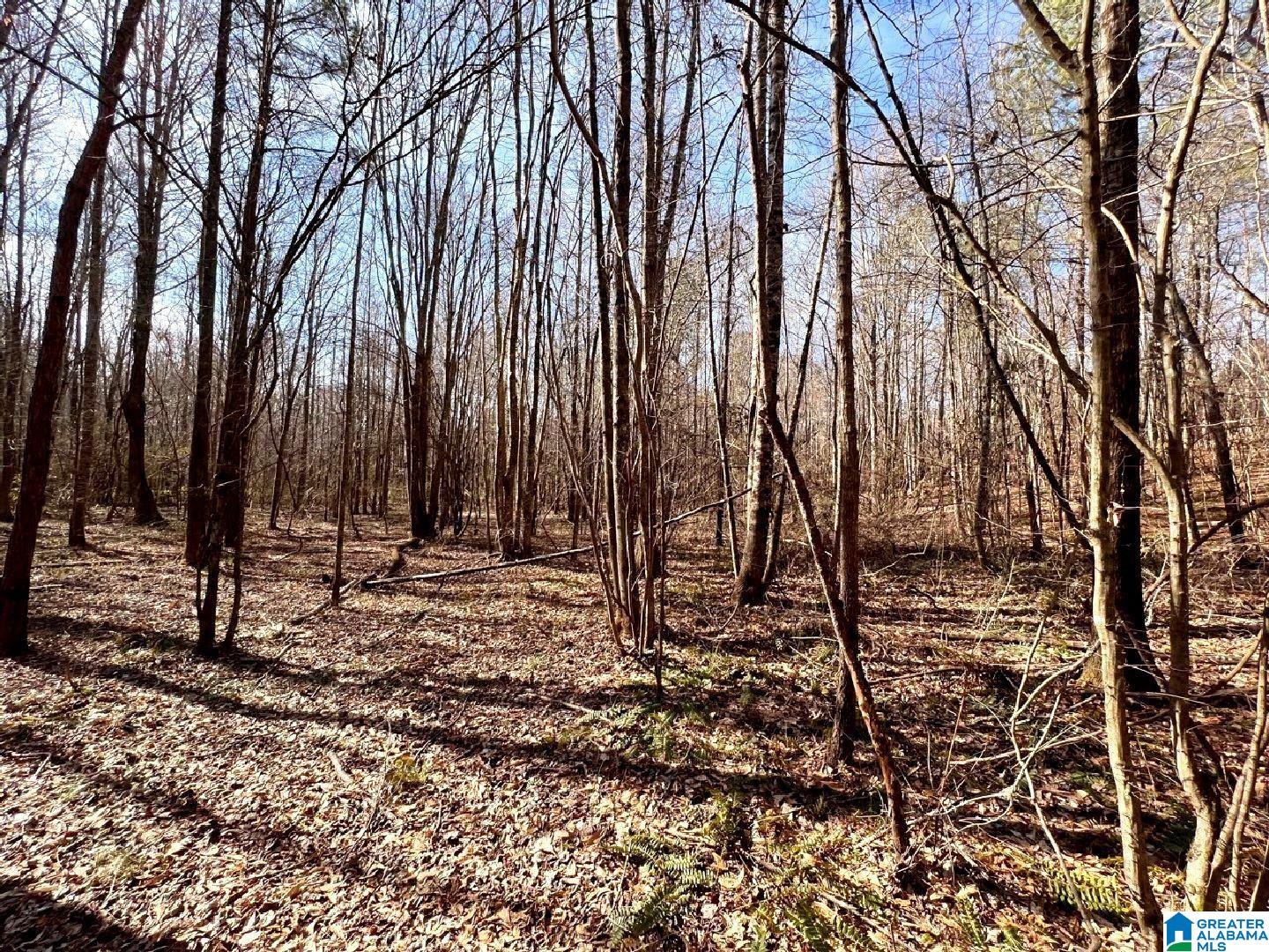 3045 Corinth Road, Unit 56 ACRES Cragford, AL 36255 - Photo 8 of 29