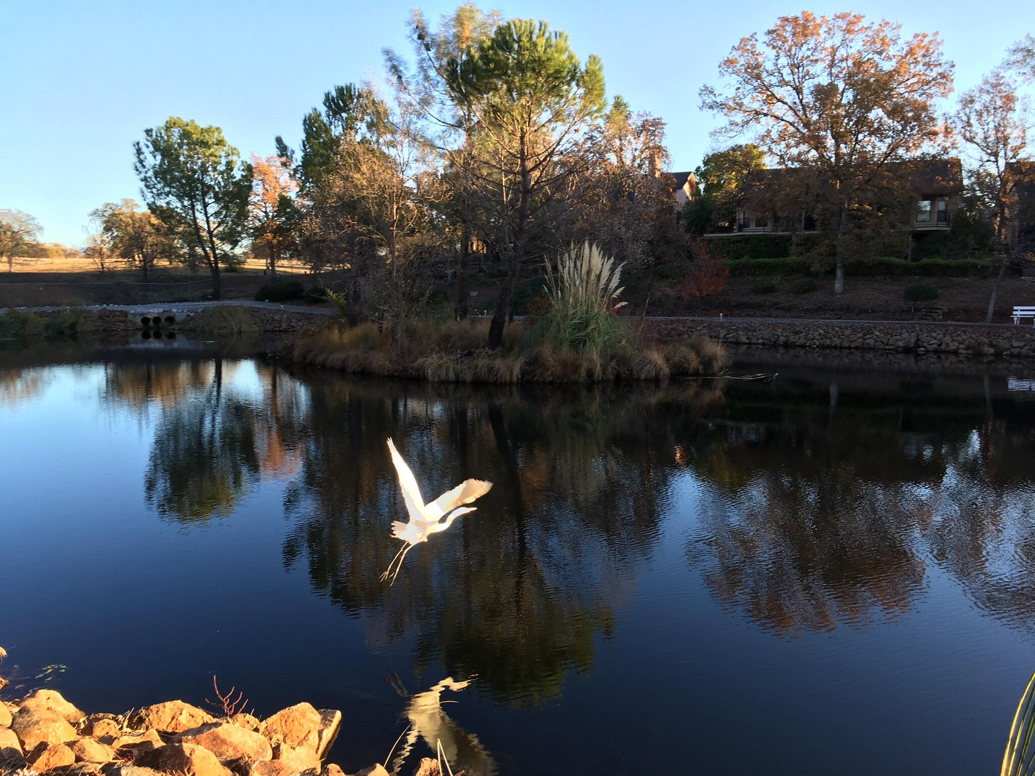 380 Franciscan Trail Redding, CA 96003 - Photo 73 of 78 egret