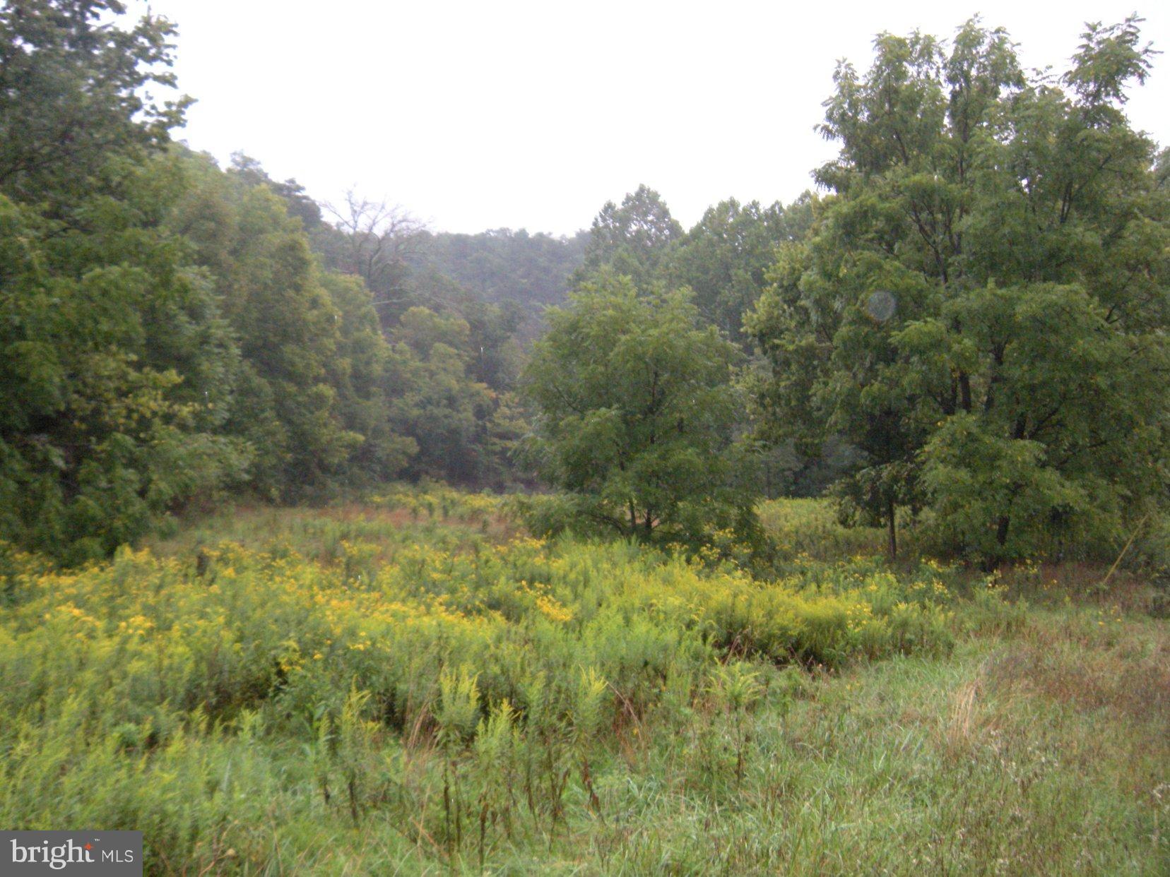 Star Tannery Road Star Tannery, VA 22654 - Photo 17 of 28 a view of a lush green forest with trees and some houses