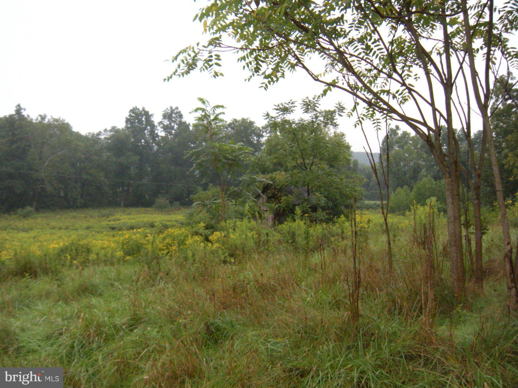 Star Tannery Road Star Tannery, VA 22654 - Photo 18 of 28 a view of a lush green forest with lots of trees