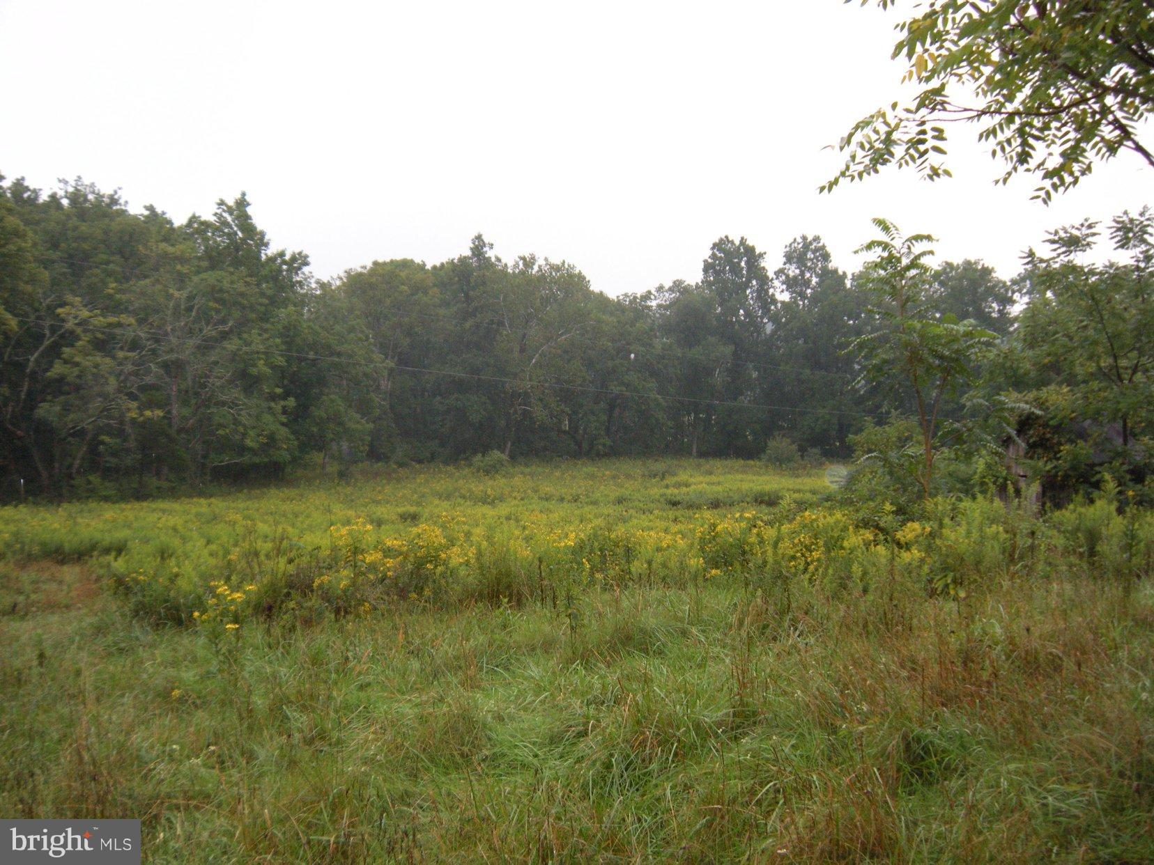 Star Tannery Road Star Tannery, VA 22654 - Photo 19 of 28 a view of a yard with a tree
