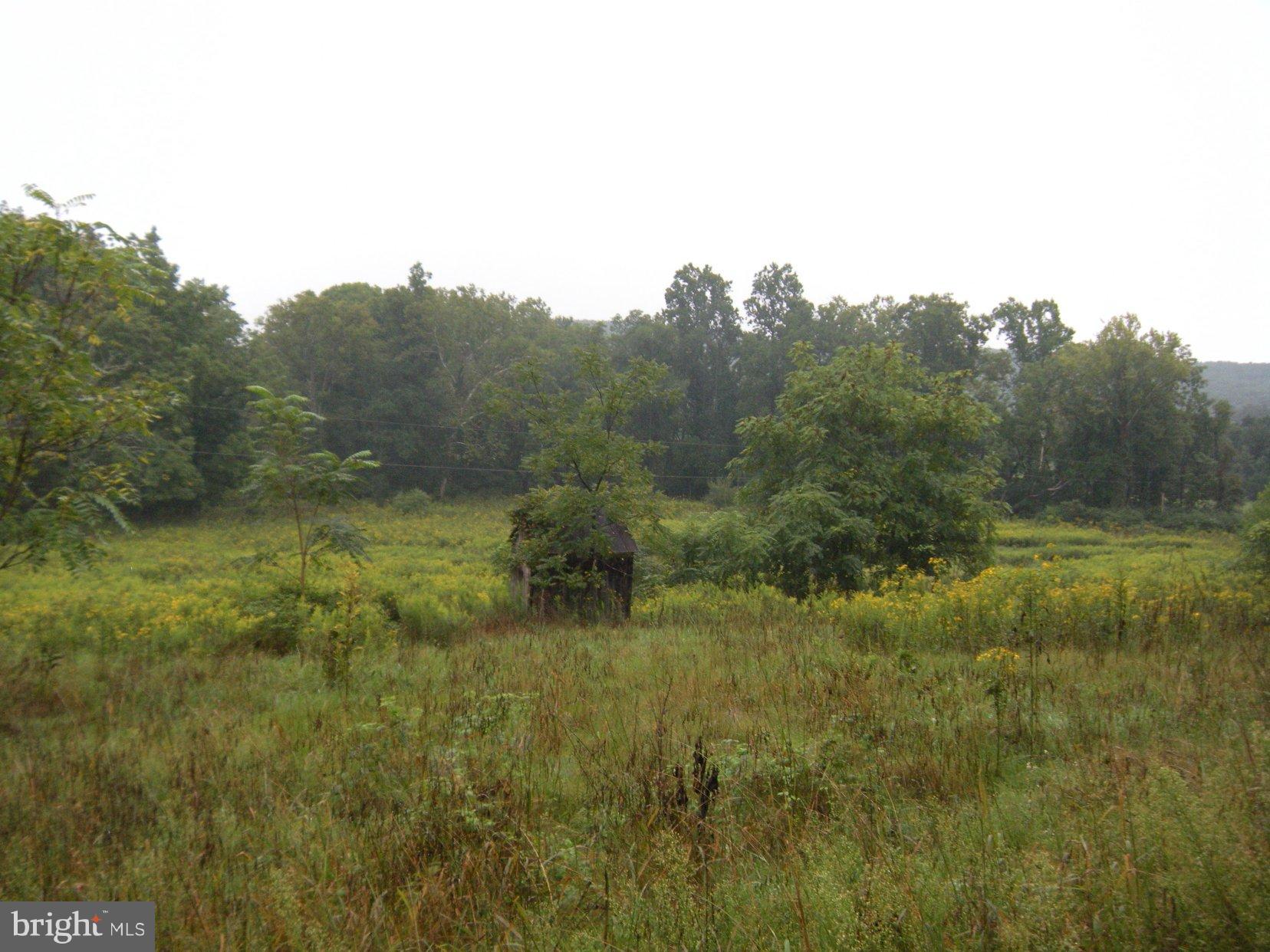 Star Tannery Road Star Tannery, VA 22654 - Photo 20 of 28 a view of a lush green forest with lots of trees