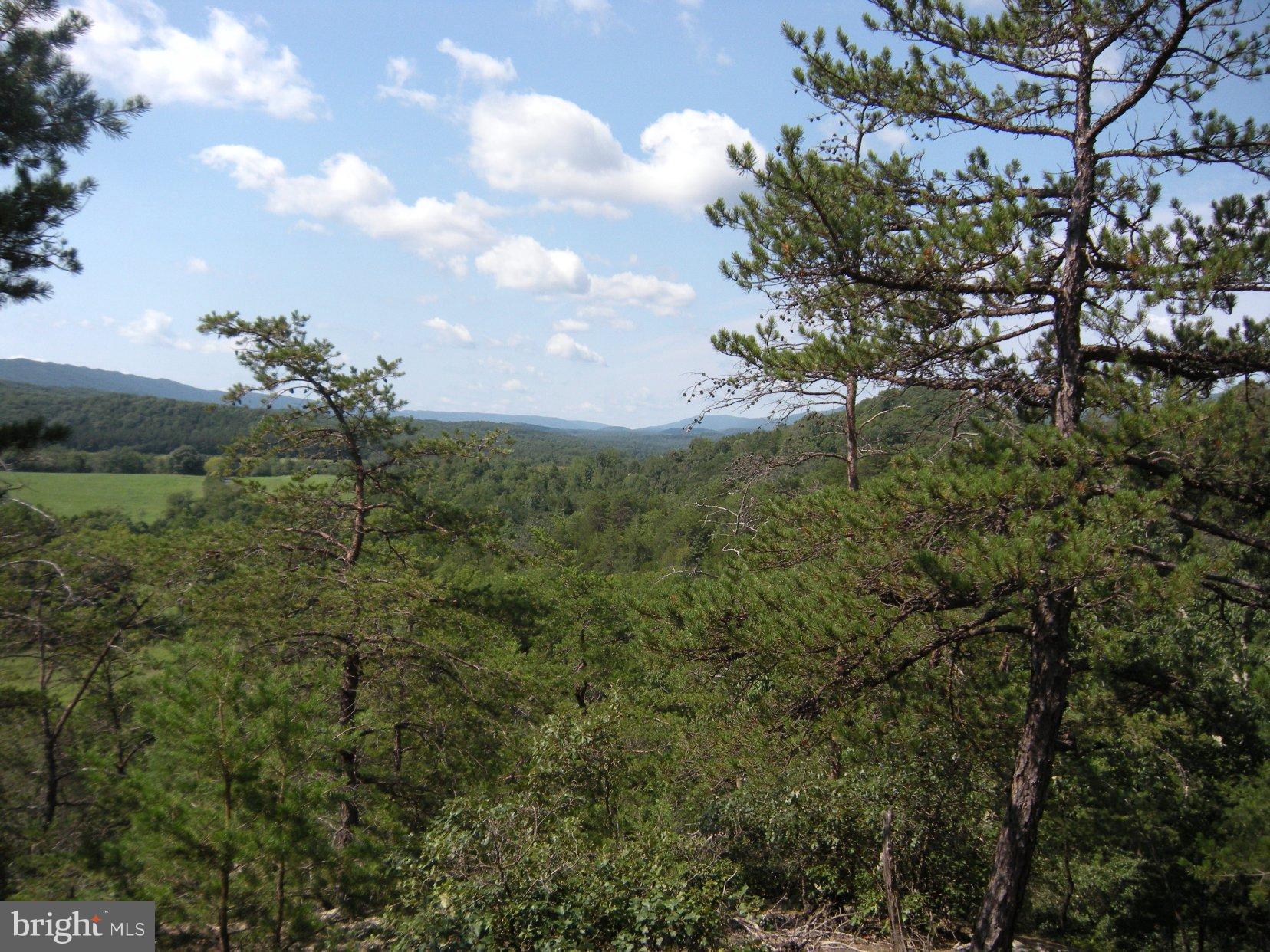 Star Tannery Road Star Tannery, VA 22654 - Photo 3 of 28 a view of a bunch of trees