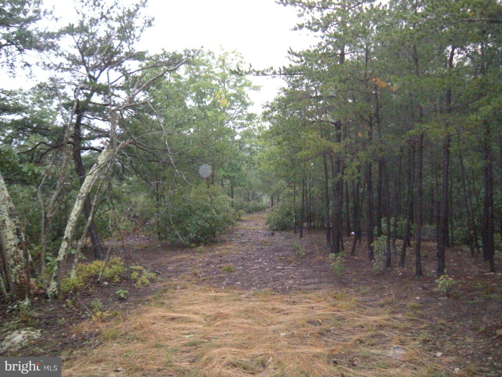 Star Tannery Road Star Tannery, VA 22654 - Photo 24 of 28 a view of a forest with trees in the background