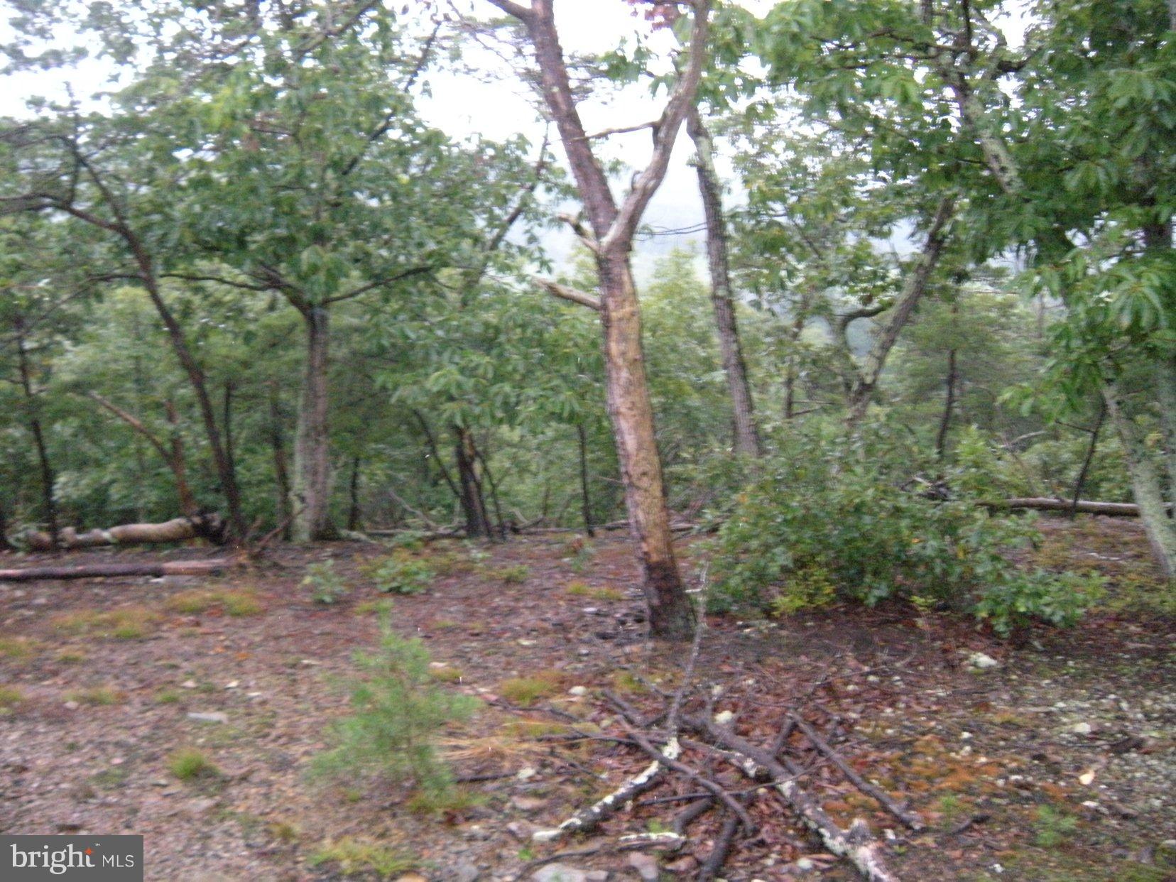 Star Tannery Road Star Tannery, VA 22654 - Photo 25 of 28 a view of a forest with trees in the background