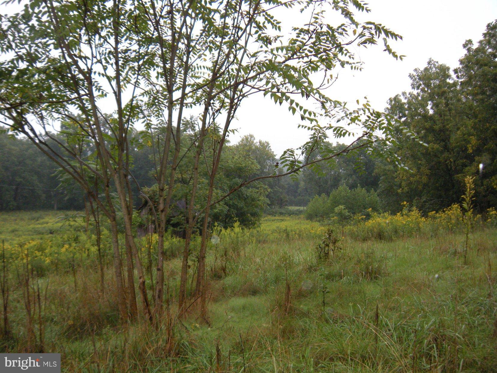 Star Tannery Road Star Tannery, VA 22654 - Photo 7 of 28 a view of a lush green forest with lots of trees