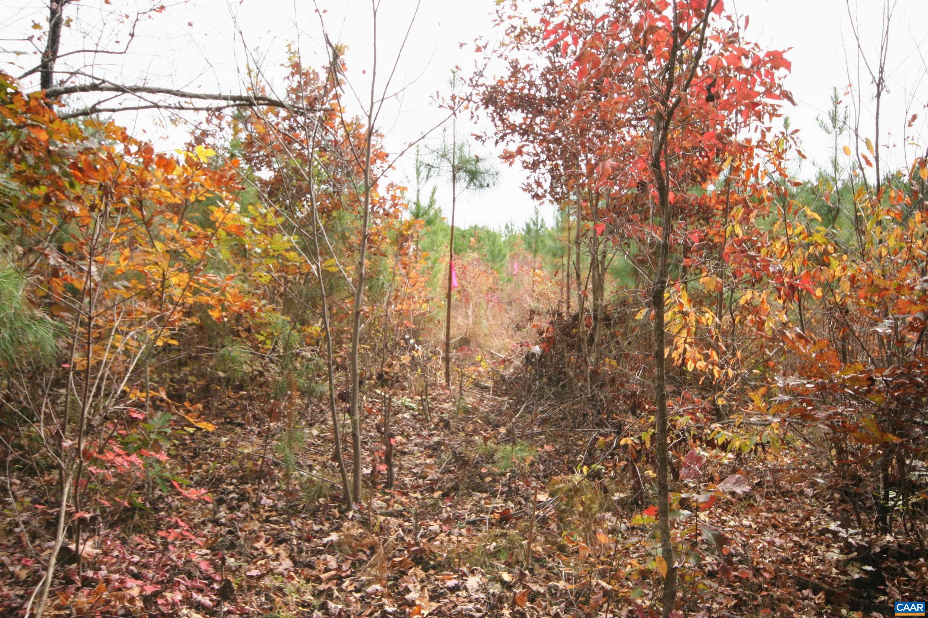 Tba Ridge Road Arvonia, VA 23004 - Photo 18 of 50 a view of forest